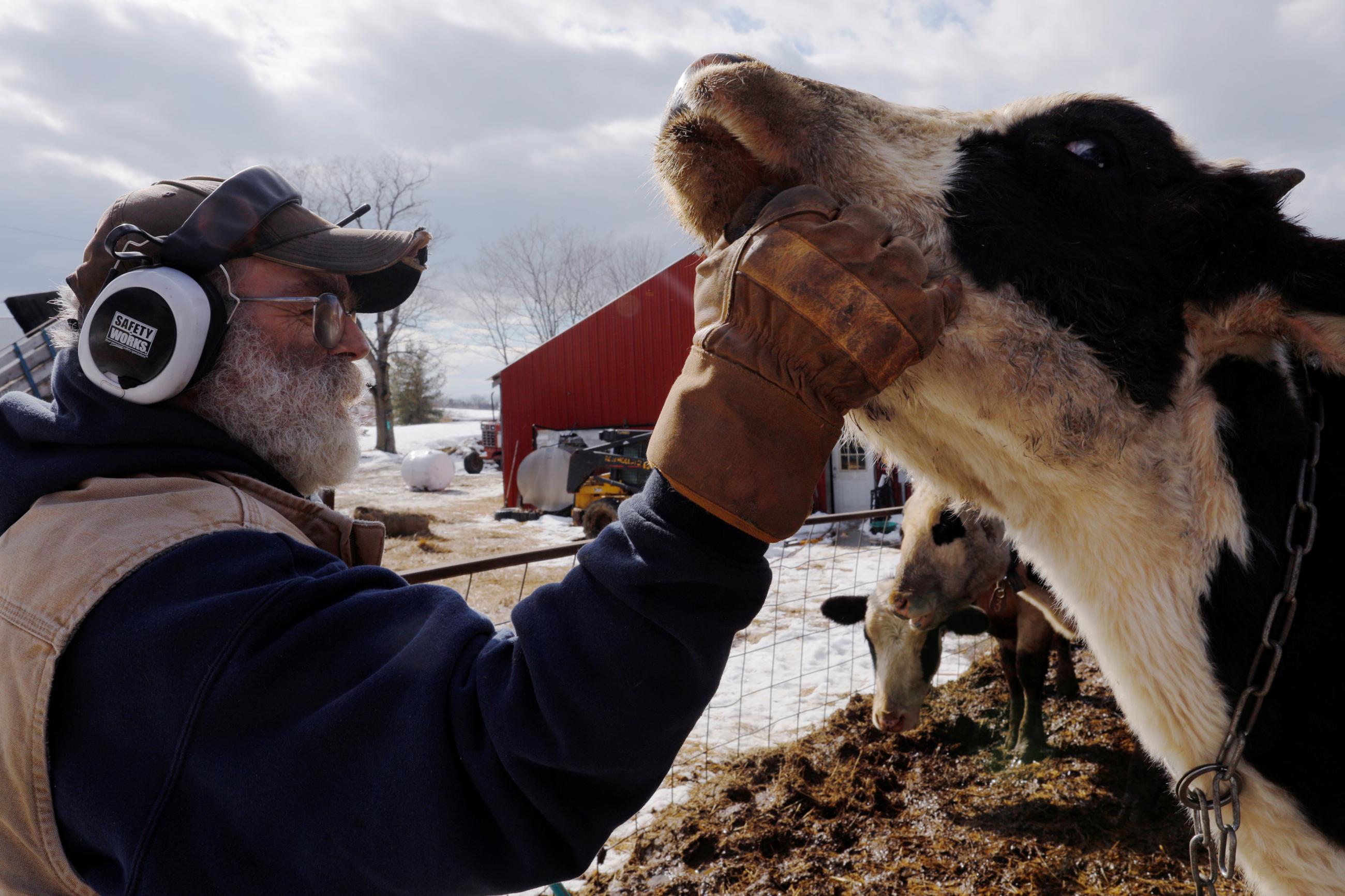 A close-up photograph of dairy farmer Fred Stone checking one of his cows after discovering the soil, hay, and the milk from his cows contain extremely high levels of PFAS, chemicals resulting from a 1980s state program that fertilized his pastures with treated sludge waste. Photo taken at Stoneridge Farm in Arundel, Maine.