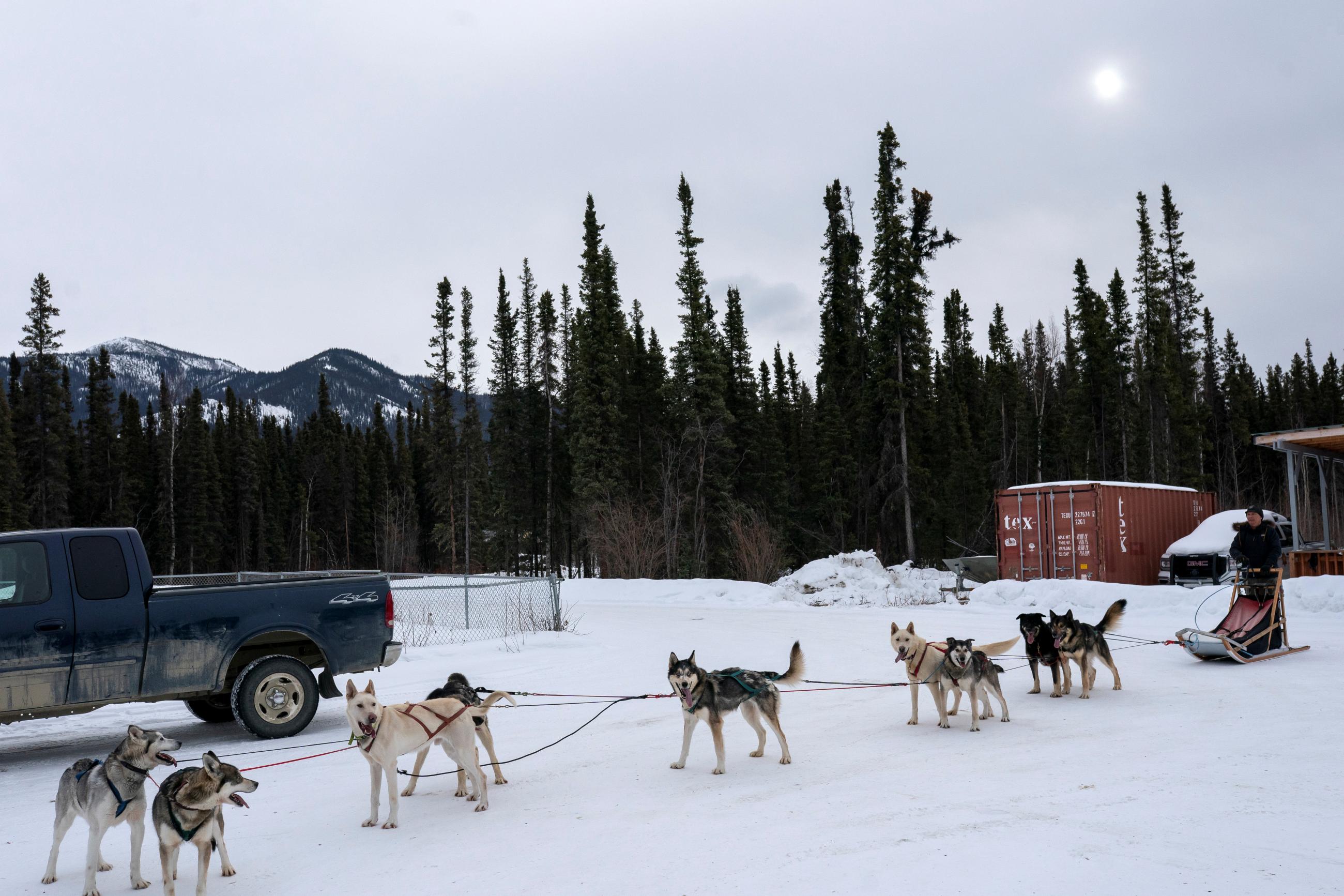 Steve Robbins and his sled dog team stop by a vaccination site to help out, in Eagle, Alaska, on March 31, 2021.
