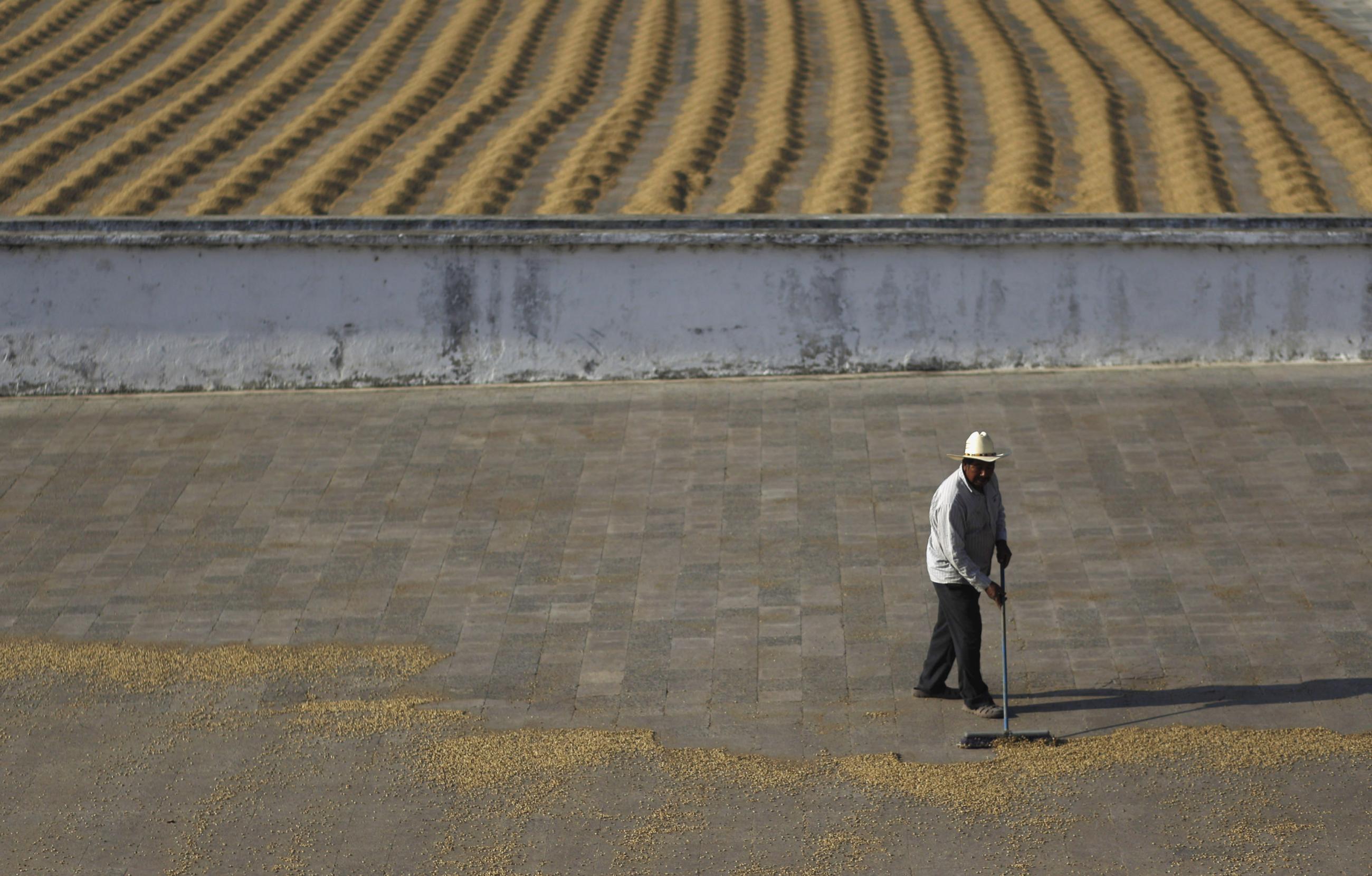 A worker dries coffee beans at the Beneficio coffee farm in Santa Rosa de Lima, 50 km (31 miles) from Guatemala City, February 13, 2013. 
