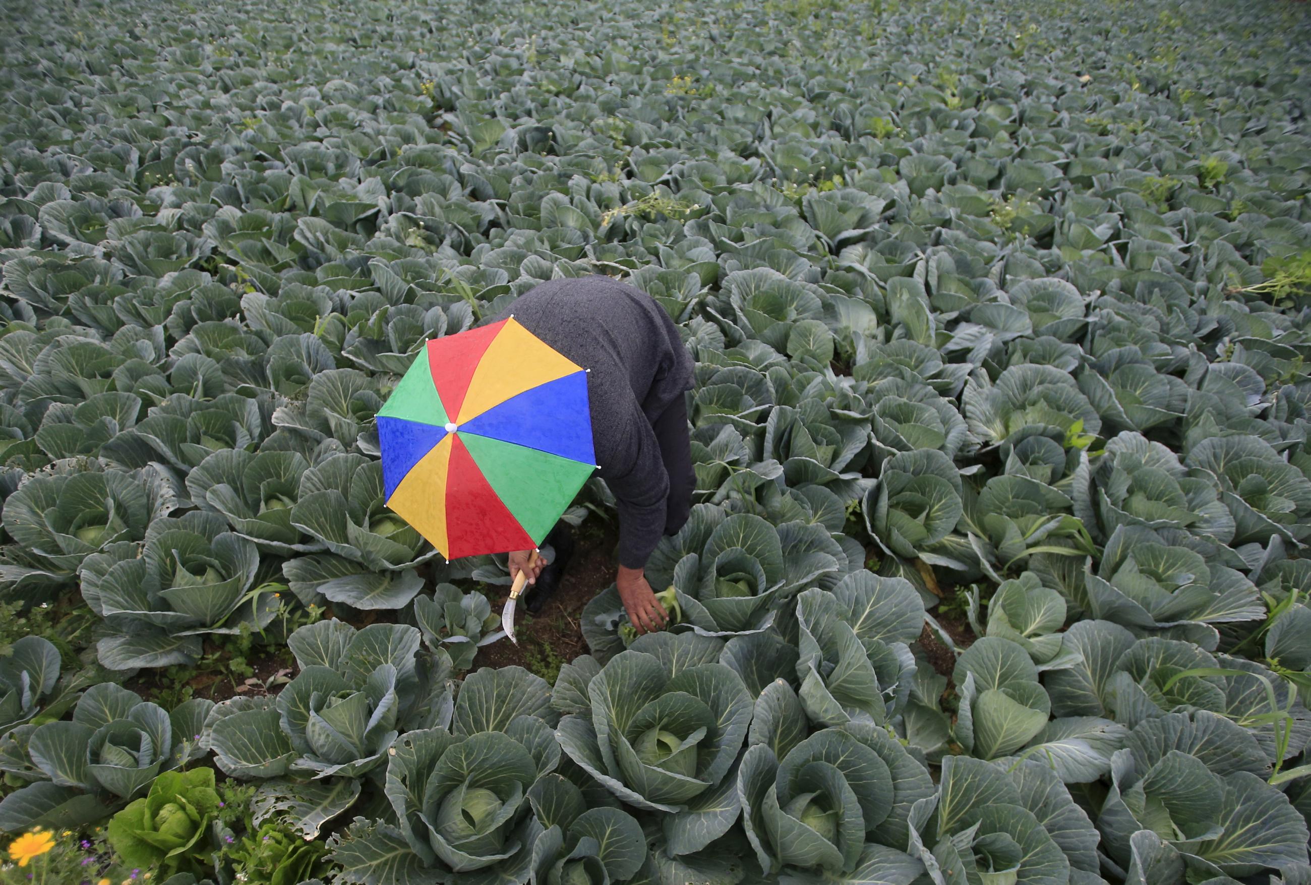 A farmer wearing a rainbow-colored umbrella hat bends down in a field to harvest broccoli, in al-Ansariyeh, a town south of Sidon, Lebanon, on March 15, 2016.