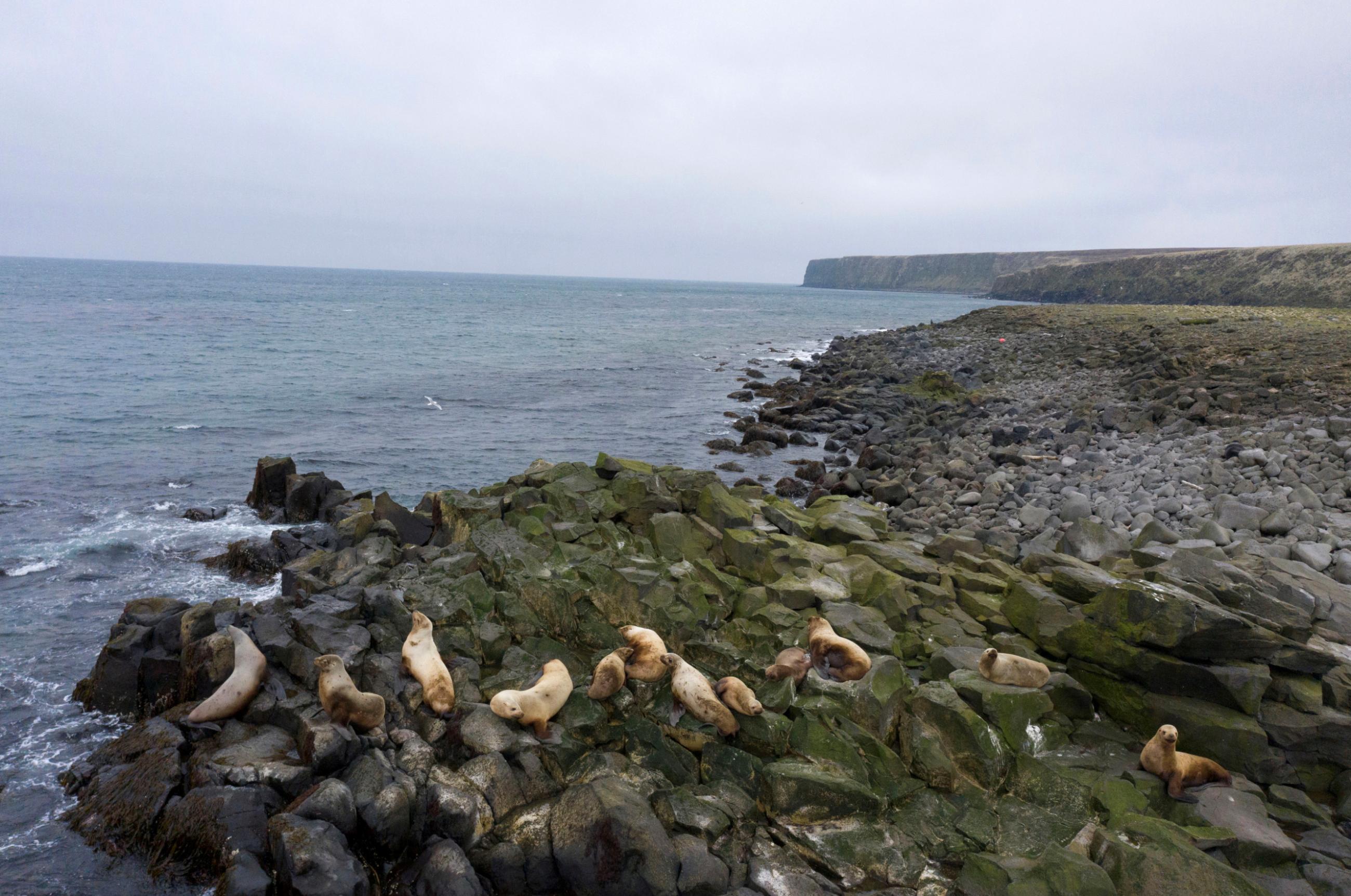 Fur seals rest along the northern shore in St. George, Alaska, U.S., May 22, 2021.