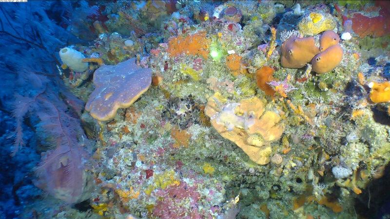 A colorful sponge community in the deep mesophotic zone in Cabo San Antonio.