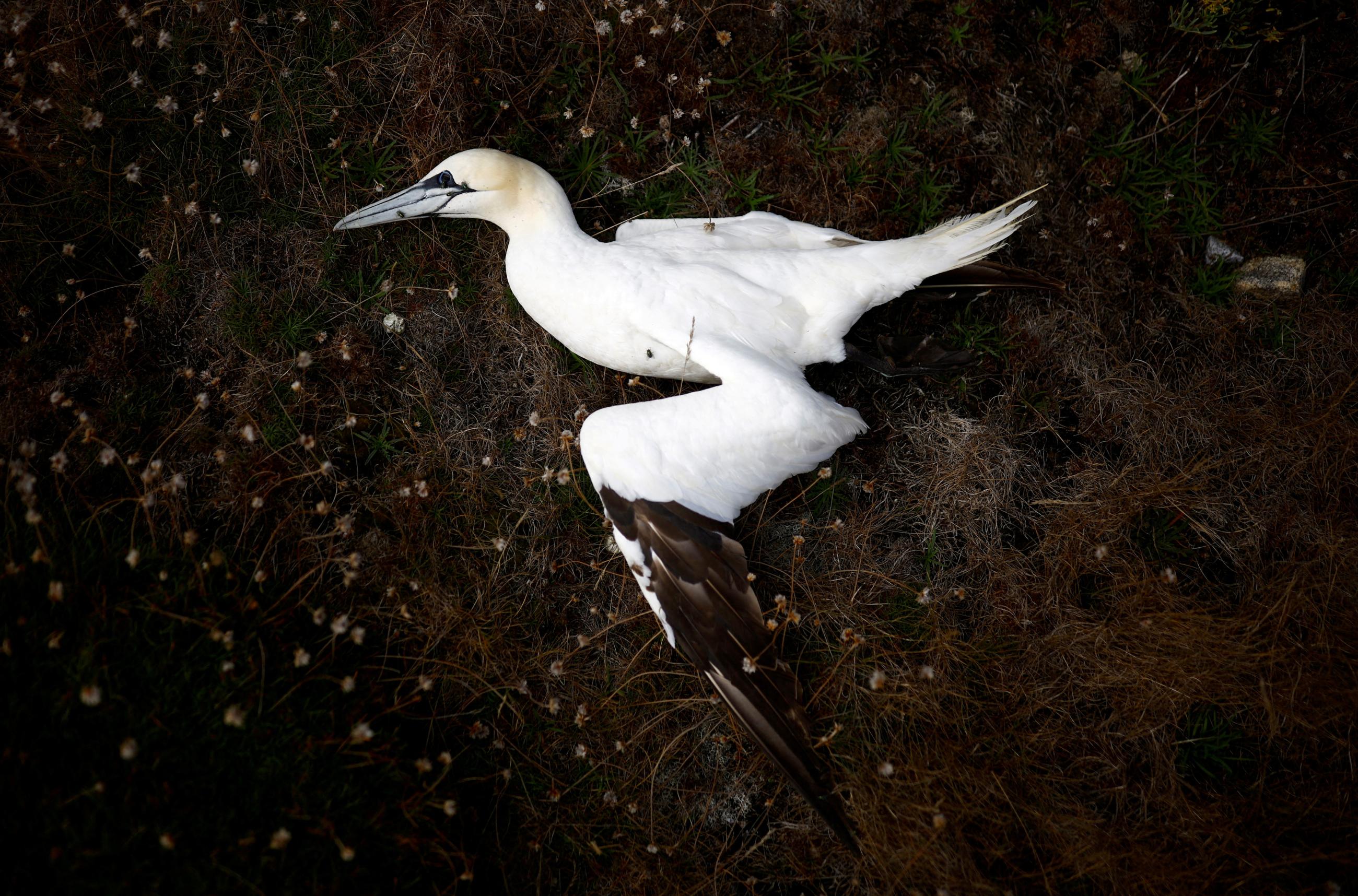 A dead northern gannet is seen near a beach in Pleumeur-Bodou as the Sept-Iles archipelago bird reserve is affected by a severe epidemic of bird flu, in Brittany, France, on September 6, 2022.