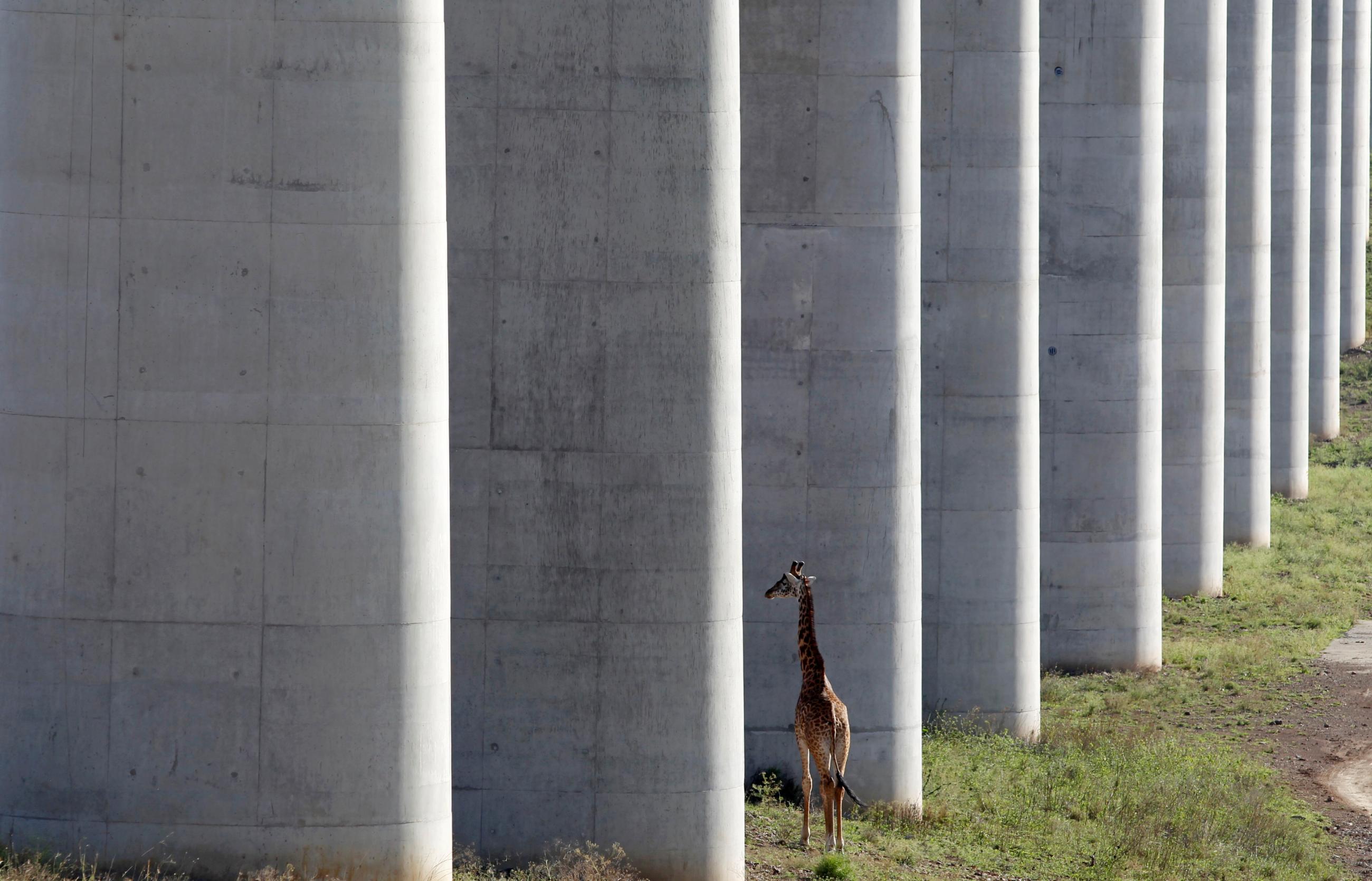 A giraffe walks near the elevated railway line that allows movement of animals below the Standard Gauge Railway (SGR) line linking Nairobi and Naivasha inside the Nairobi National Park in Nairobi, Kenya, on October 16, 2019.