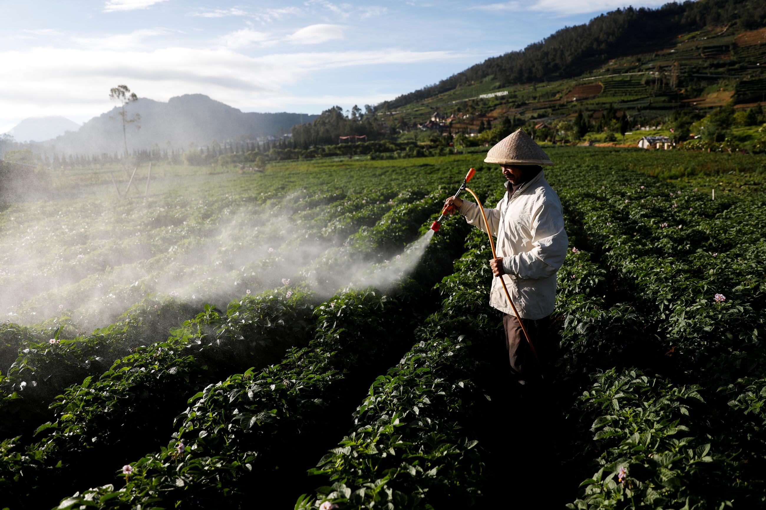 A local farmer sprays pesticide on a potato farm at Dieng mountain area in Banjarnegara, Central Java province, Indonesia, on November 16, 2020.