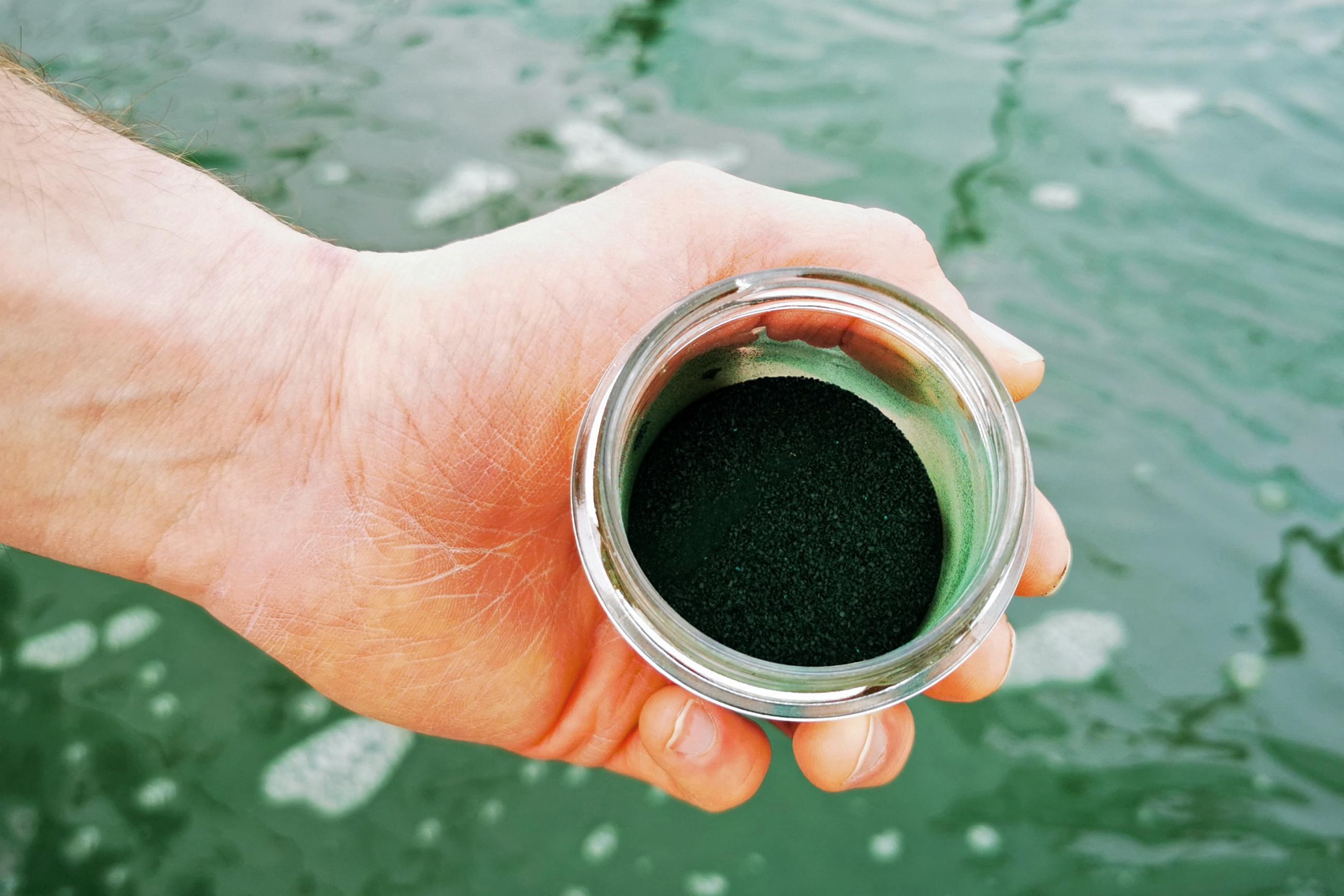 Man shows a powdered form of spirulina algae in a clear plastic cup in his hand.