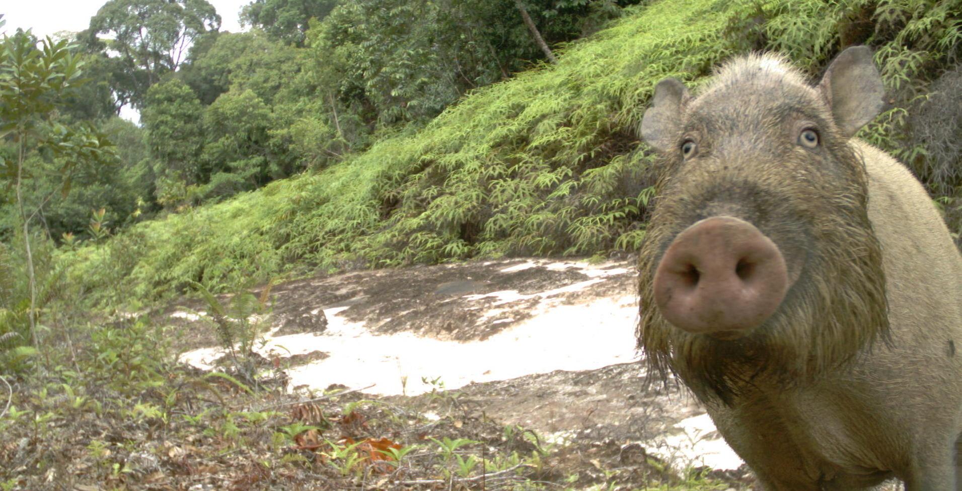 A beared pig is seen in his natural habitat.