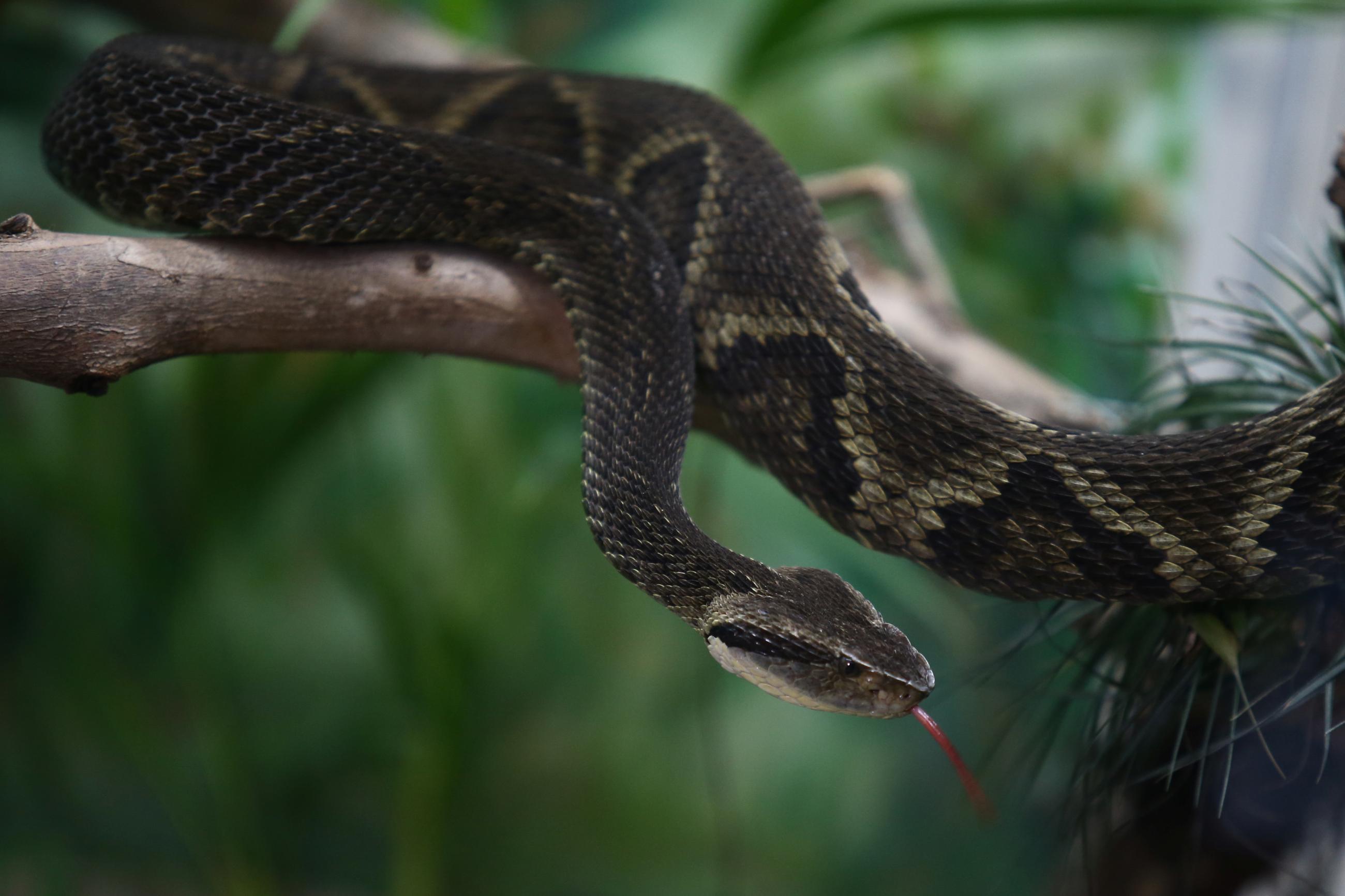 A jararaca snake is seen at the Butantan Institute.