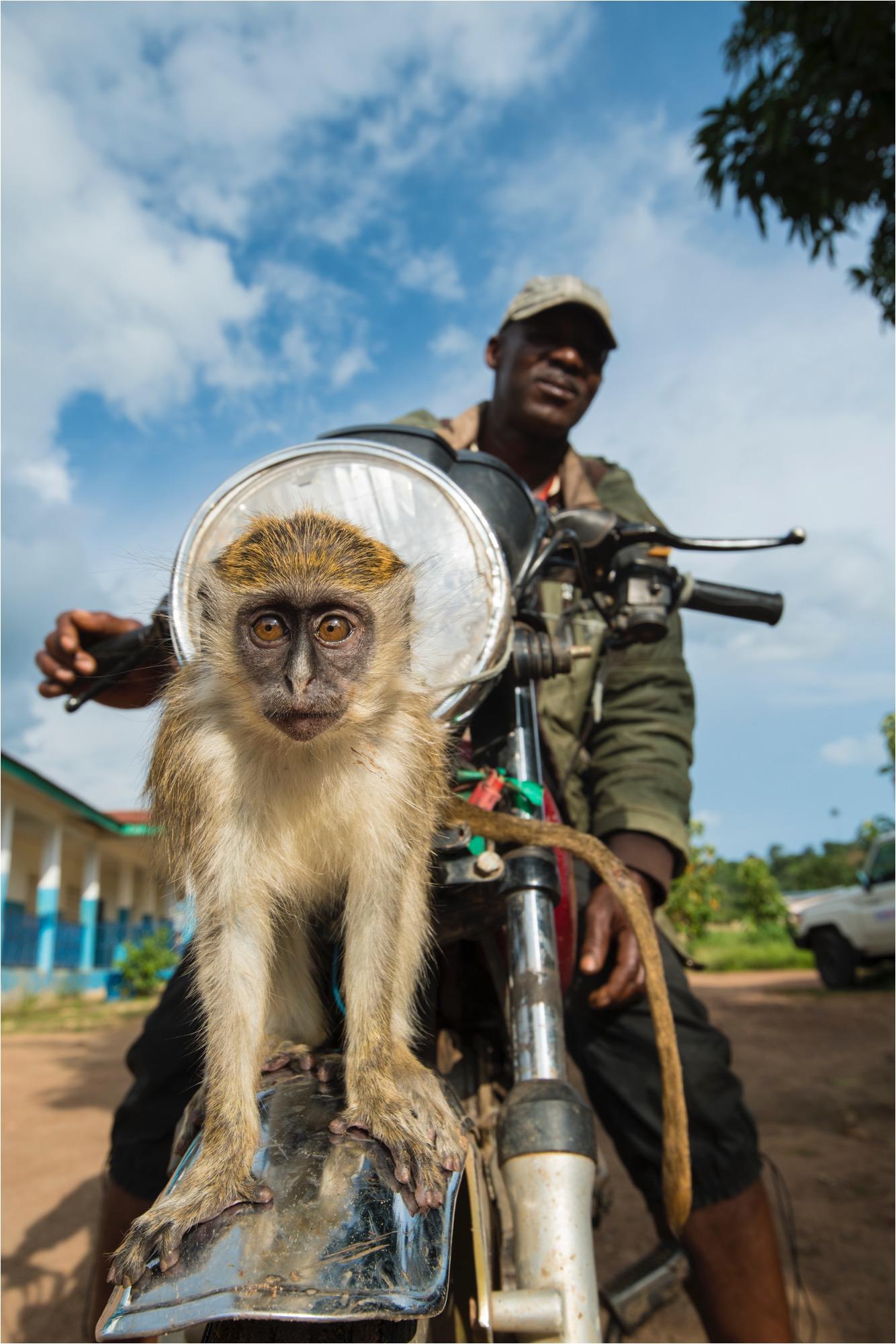 A man sits on a motorbike with a monkey on its wheel. 