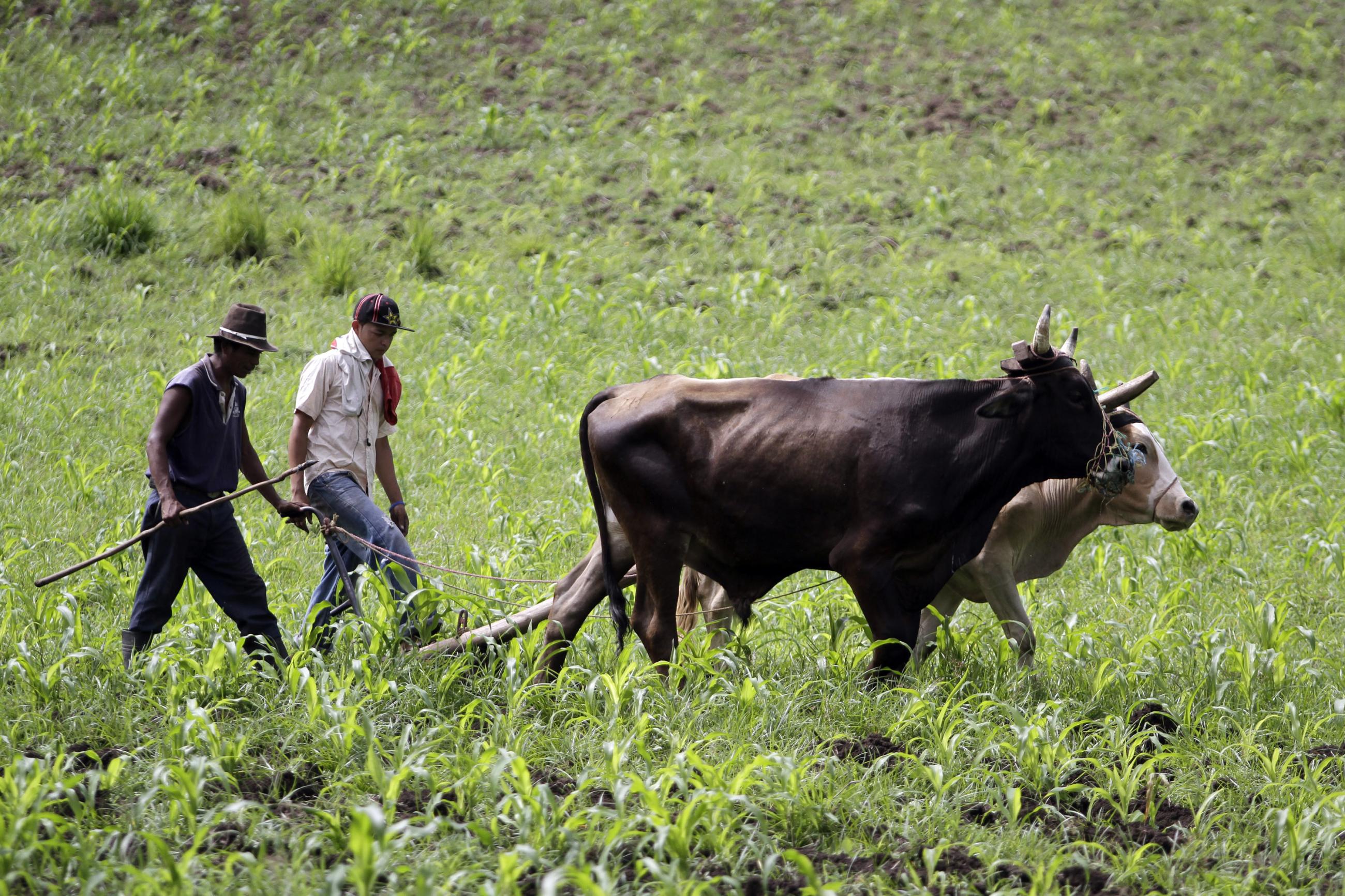 Farmers prepare their land for crops.