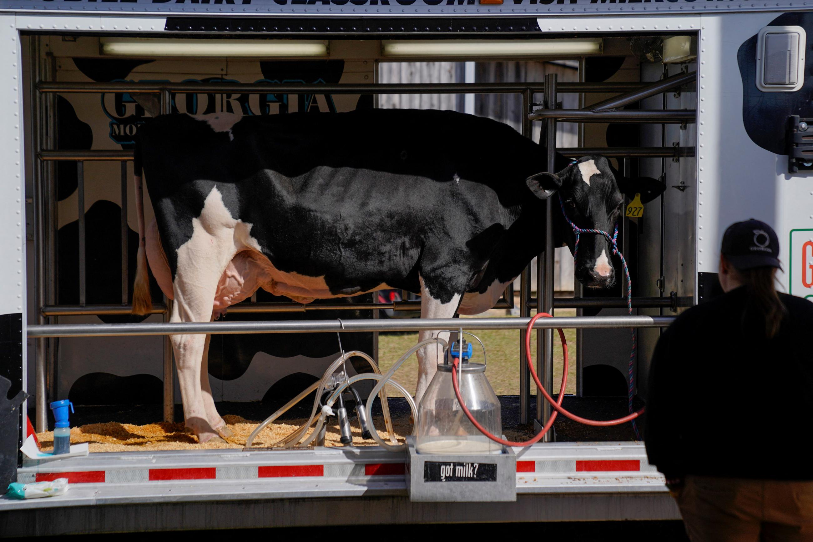 A cow and milking system are displayed at the Sunbelt Ag Expo.