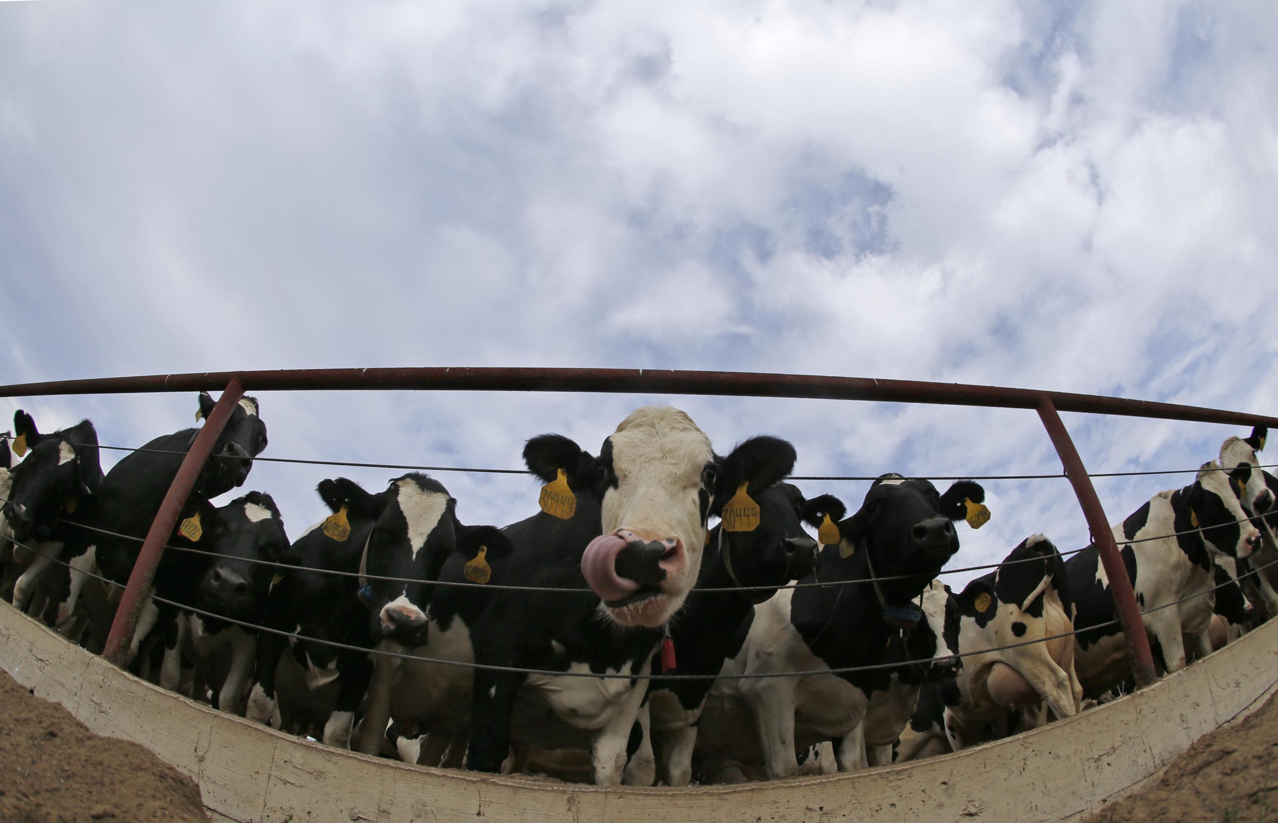 Cows are seen in the walkway to the milking parlor at Fair Oaks Farms.