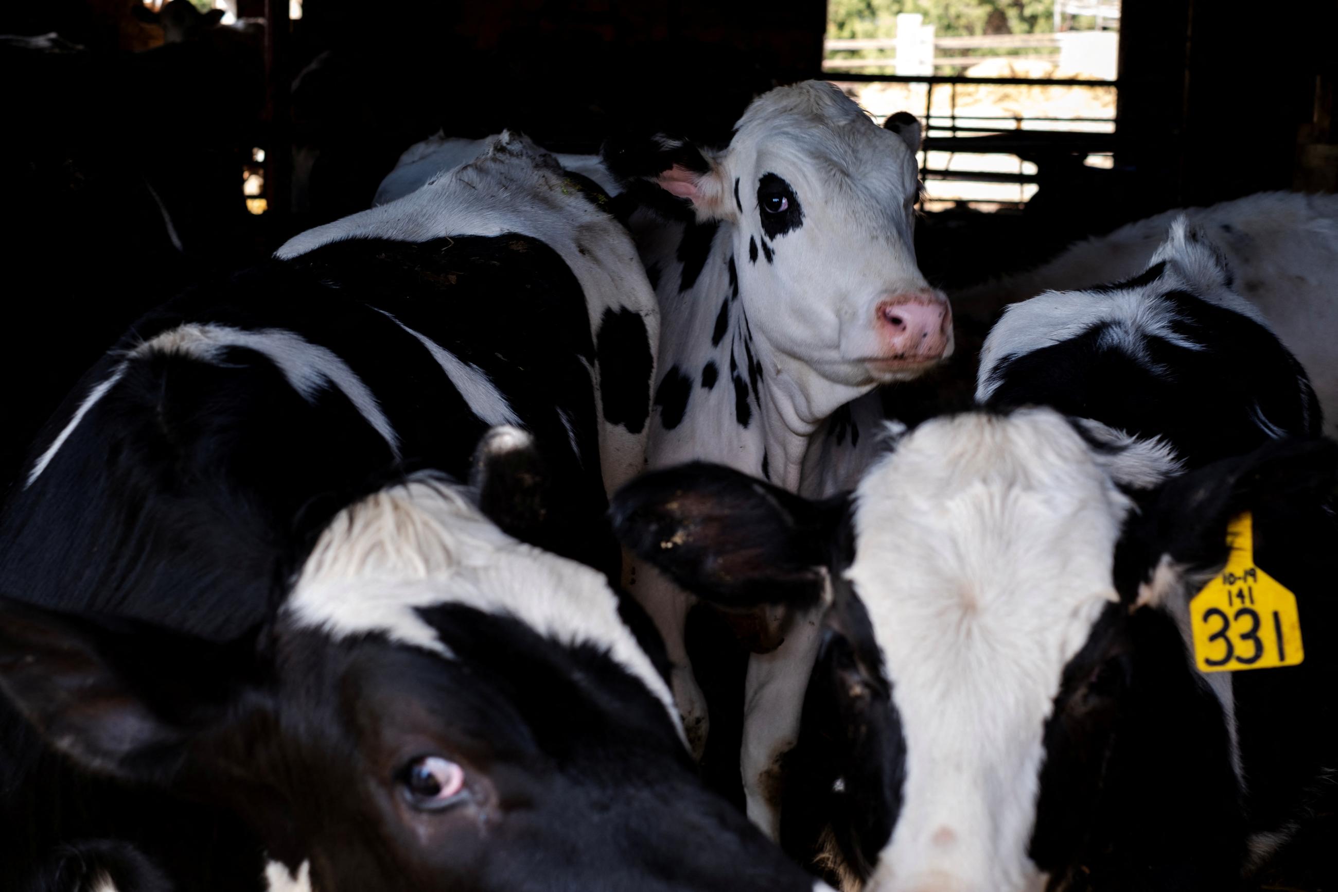 Dairy farmer Brent Pollard's cows stand in their pen at a cattle farm.