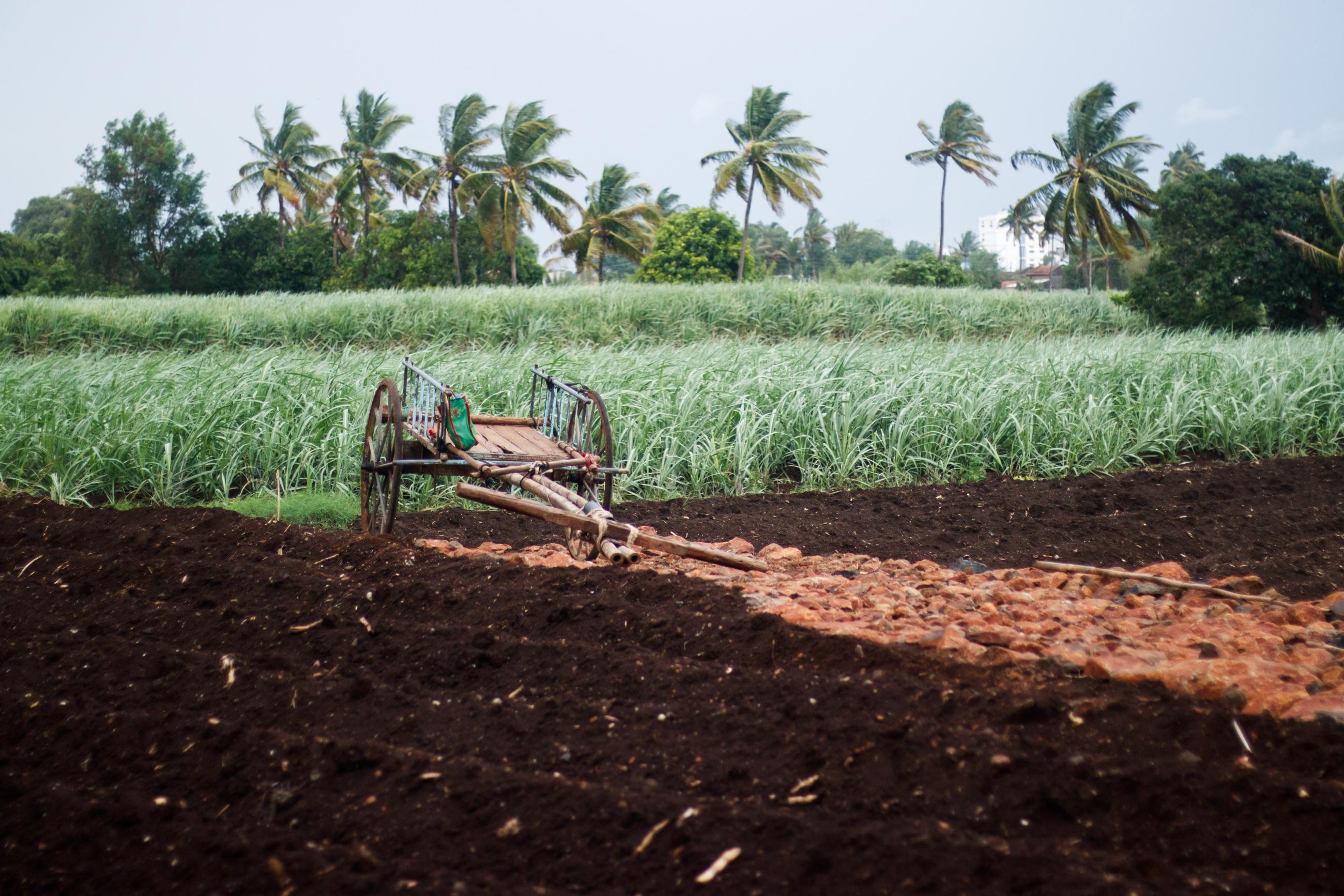 Annasso More reported a farm loss last year because pest attacks destroyed most of his sugarcane.
