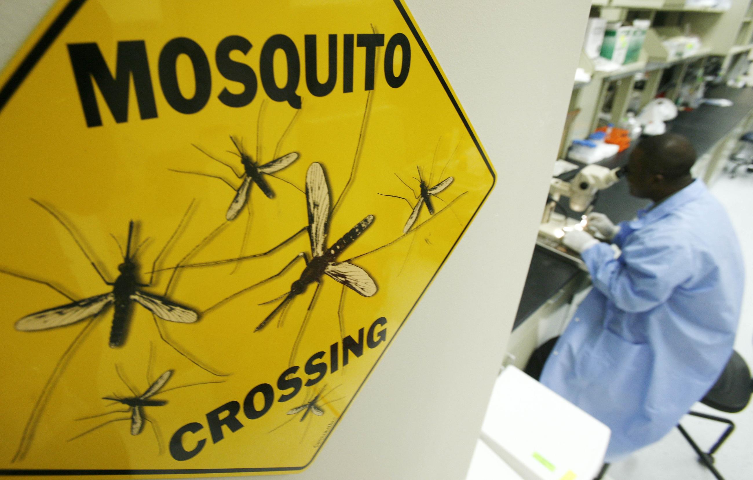 A worker dissects a mosquito at the Sanaria Inc. Facility,