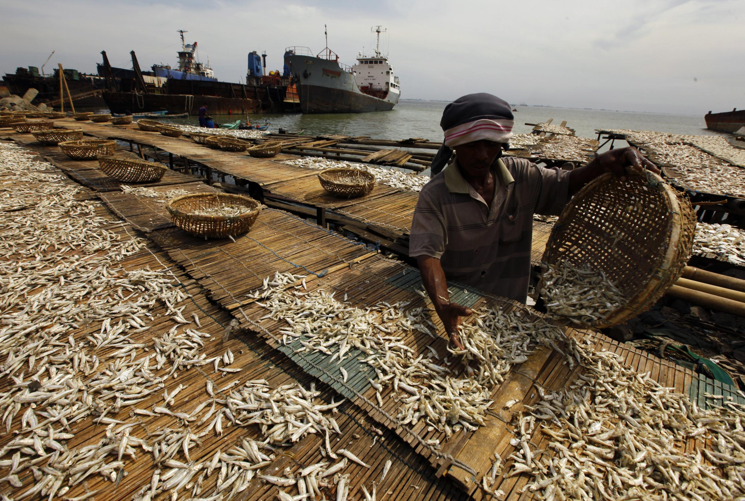 A worker lays fish on a mat for drying during dry fish processing at Cilincing beach, in North Jakarta, Indonesia, on June 5, 2013.