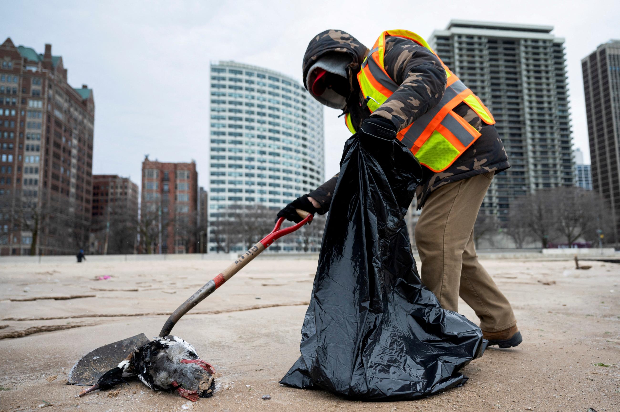 A Chicago Streets and Sanitation worker disposes of a dead, Red-breasted Merganser, ahead of tests for bird flu, in Chicago, Illinois, on February 5, 2025.