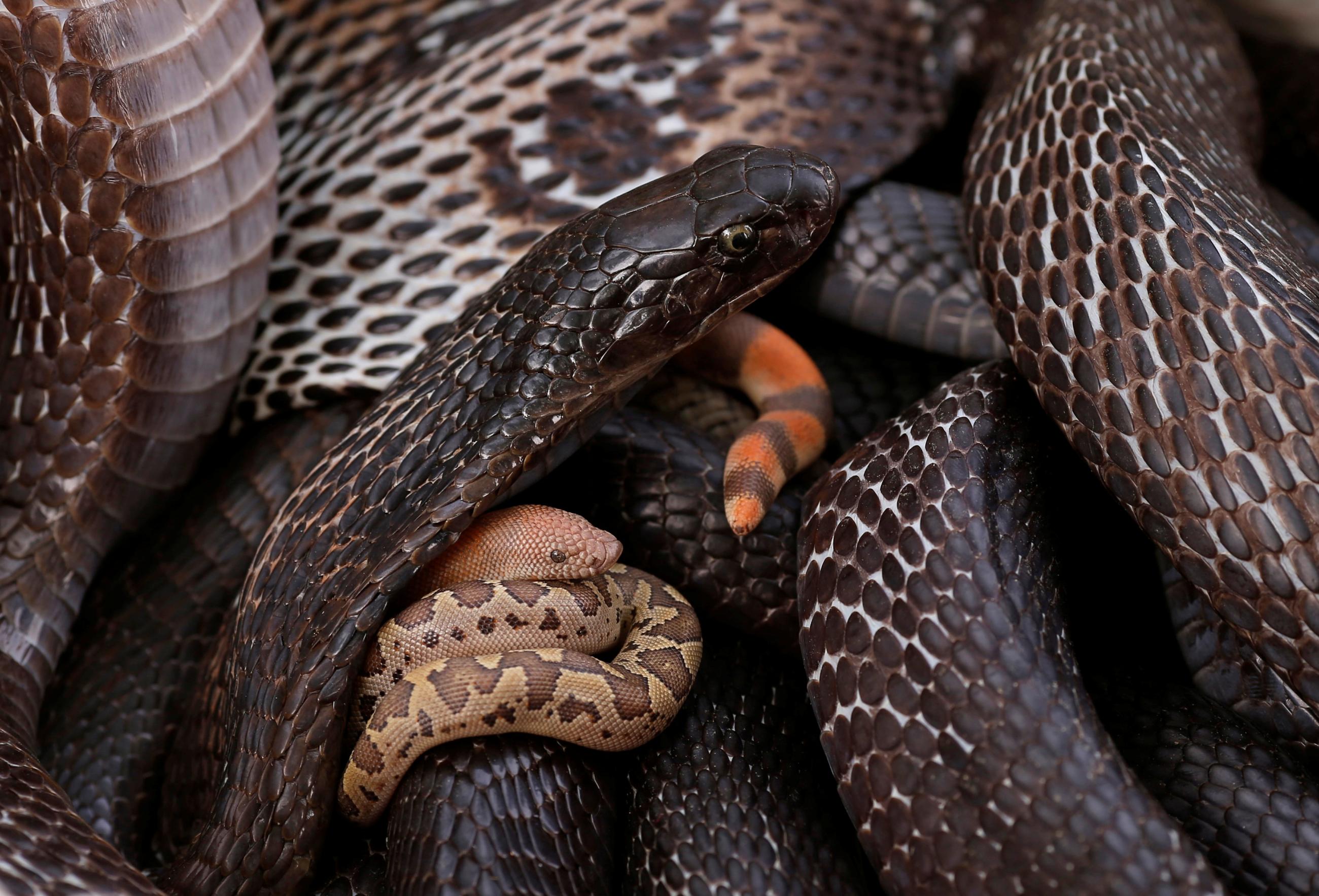 Snakes are seen inside a pot in Jogi Dera, in the village of Baghpur, in the central state of Uttar Pradesh, India, on November 11, 2016.