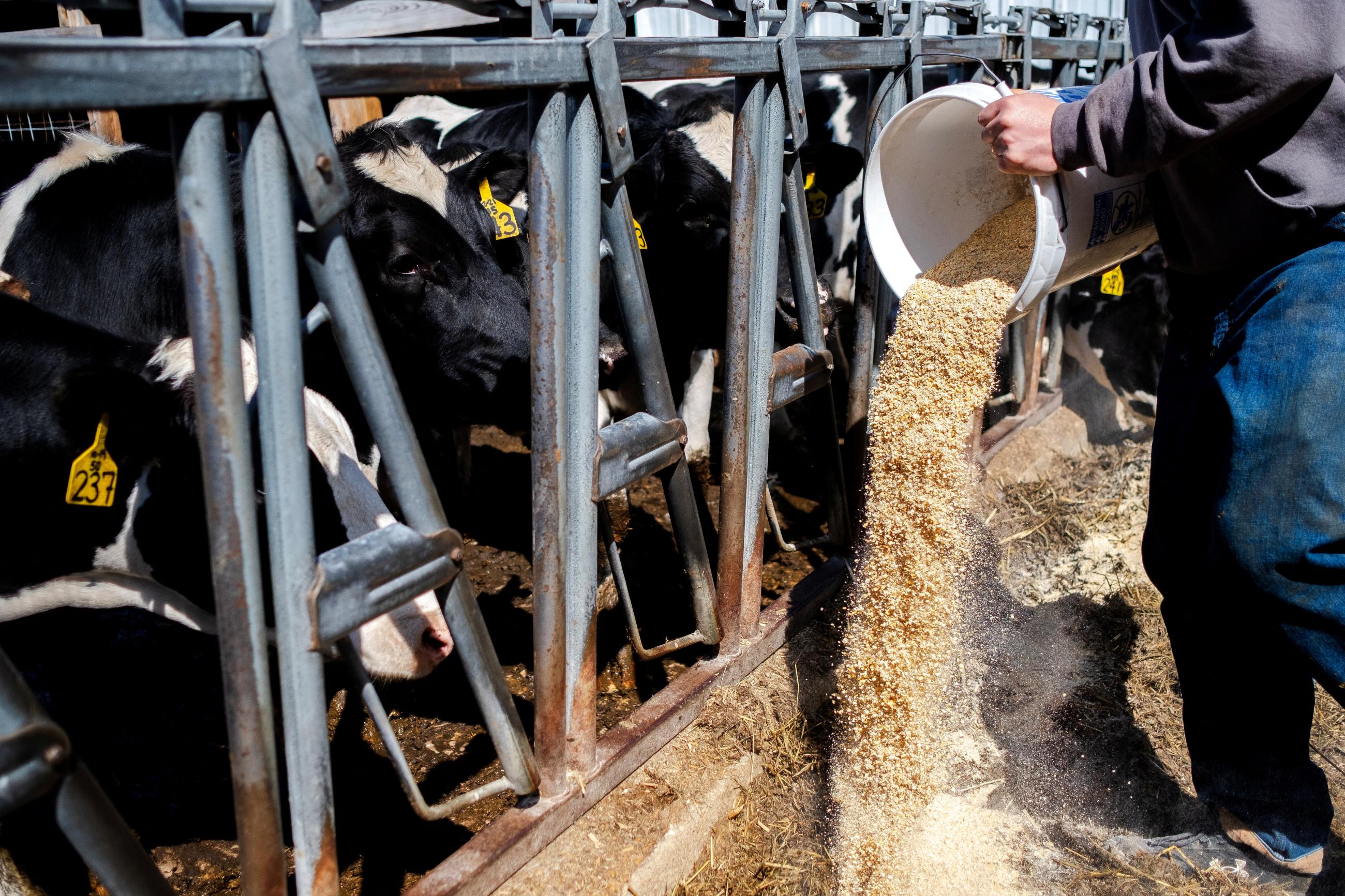 Dairy farmer Brent Pollard gives cows feed at his cattle farm, in Rockford, Illinois, on April 9, 2024.