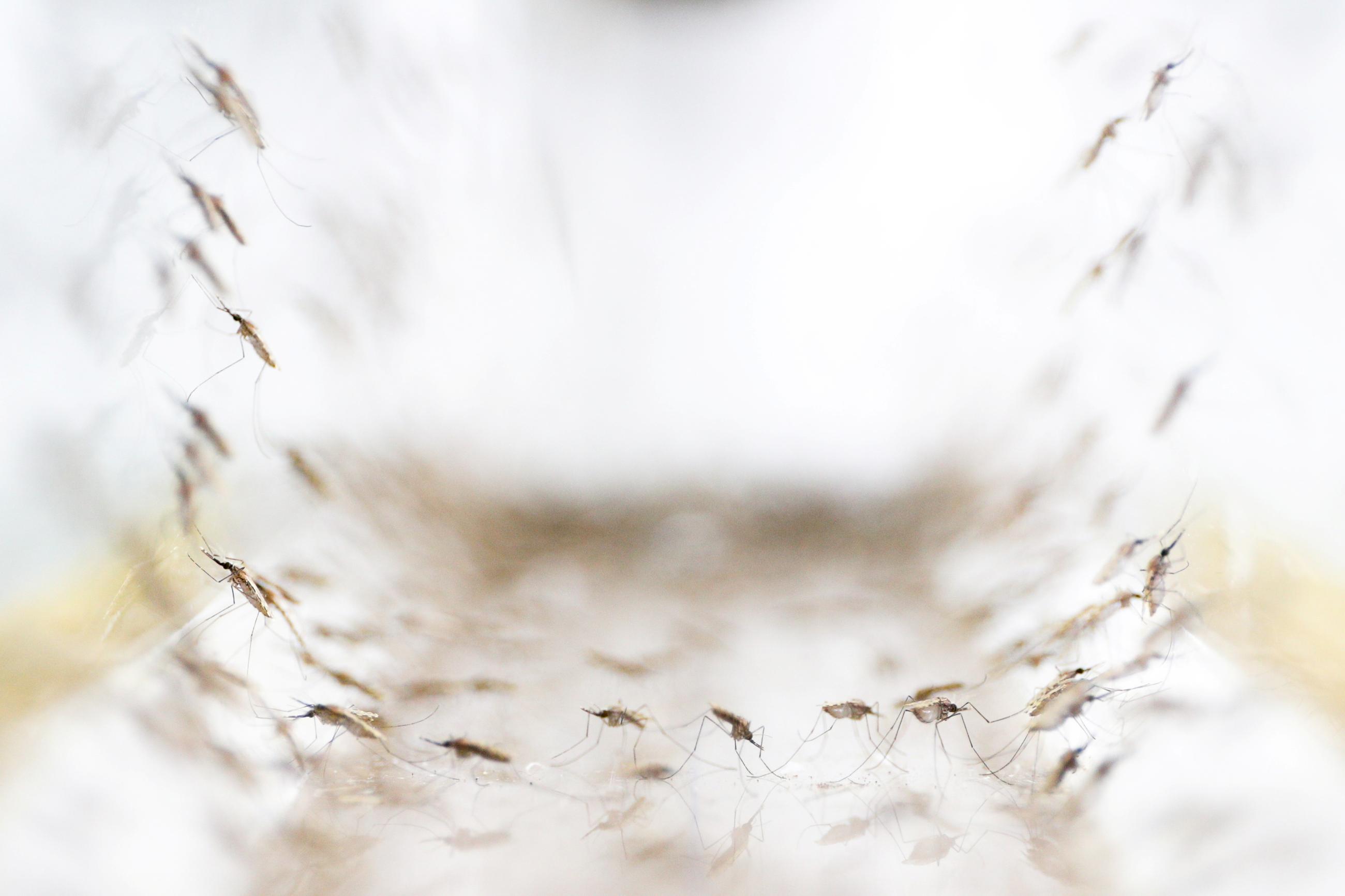 Anopheles minimus mosquitoes are pictured in a lab at the Public Health Ministry, in Bangkok, Thailand, on November 9, 2017. 