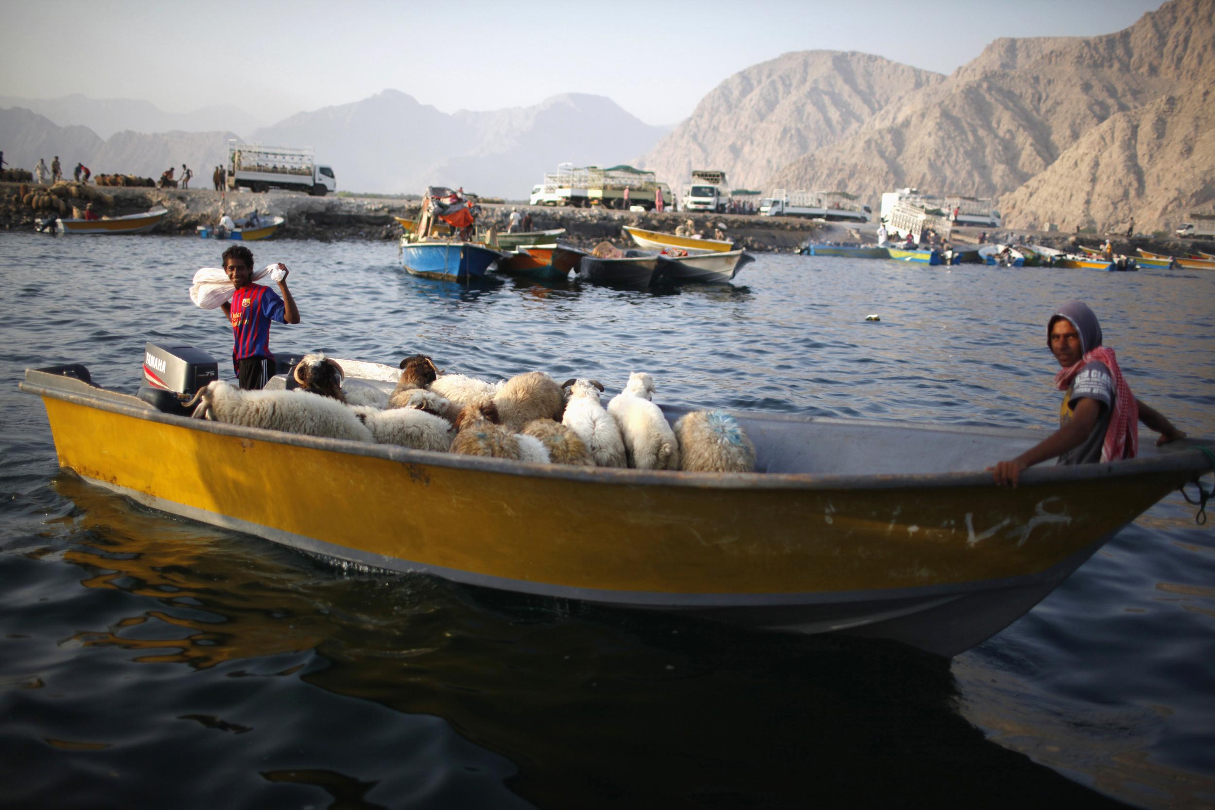 Iranian smugglers drive a boat loaded with sheep at the port of Khasab, Oman, on September 26, 2012