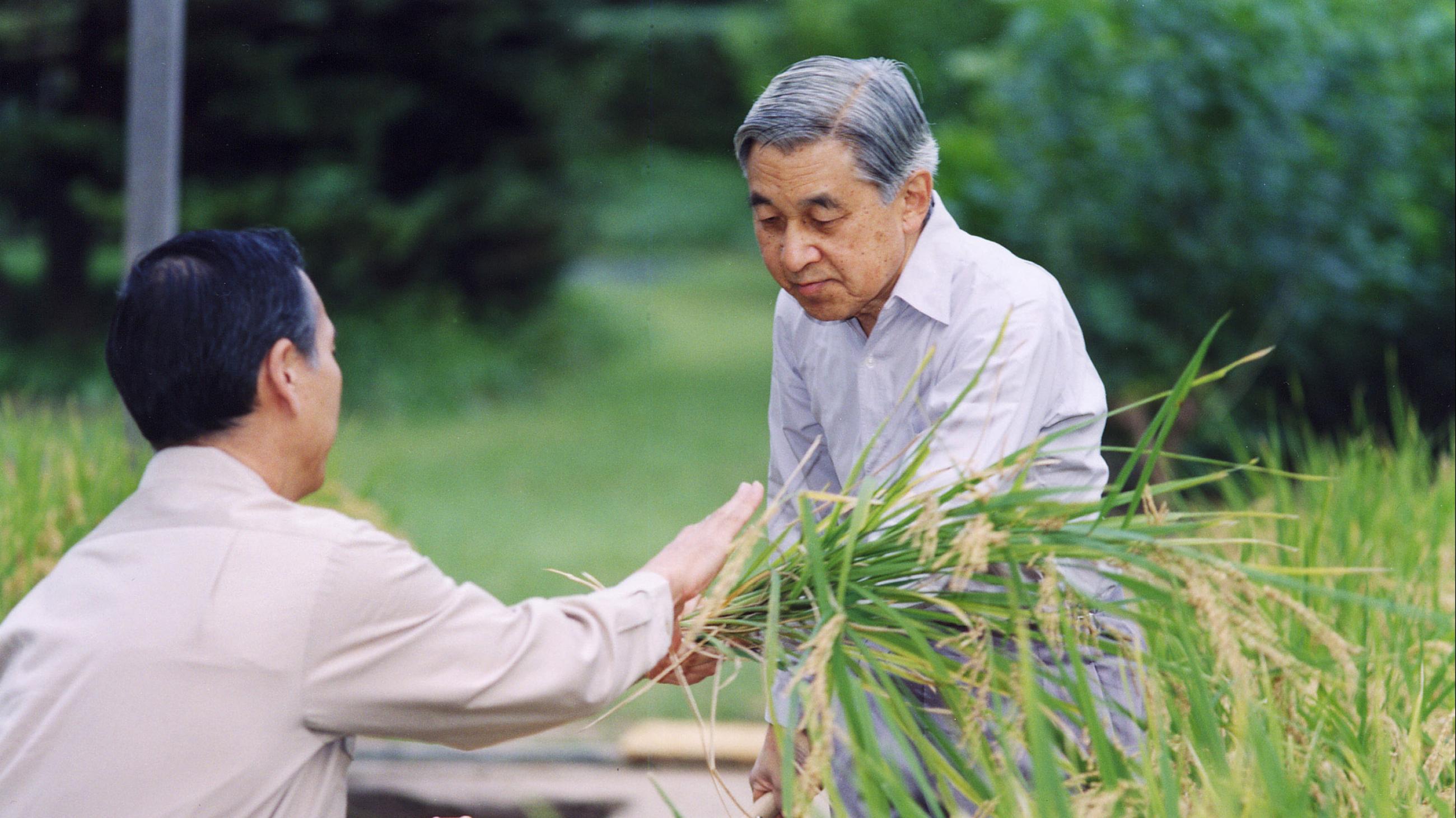 Japan's Emperor Akihito (R) is helped by an unidentified palace official after he harvested rice on a paddy field in the compounds of the Imperial Palace grounds in Tokyo, on September 25, 2006.