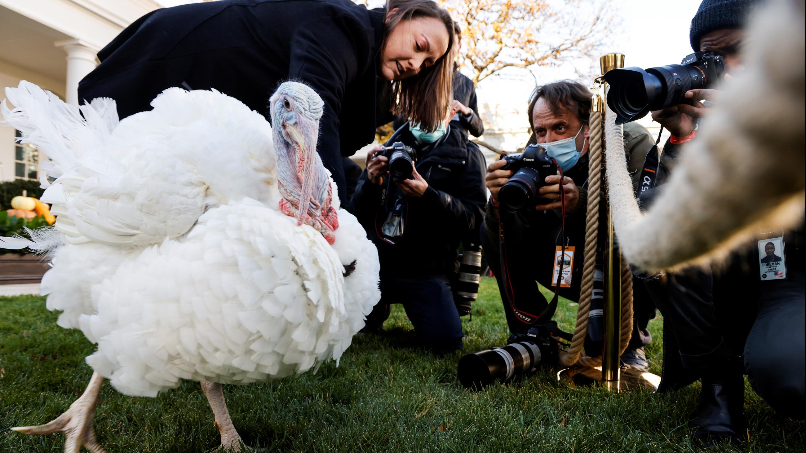 The national Thanksgiving turkey, Peanut Butter, is photographed in the Rose Garden as U.S. President Joe Biden hosts the seventy-fourth National Thanksgiving Turkey Presentation at the White House in Washington, DC, on November 19, 2021.