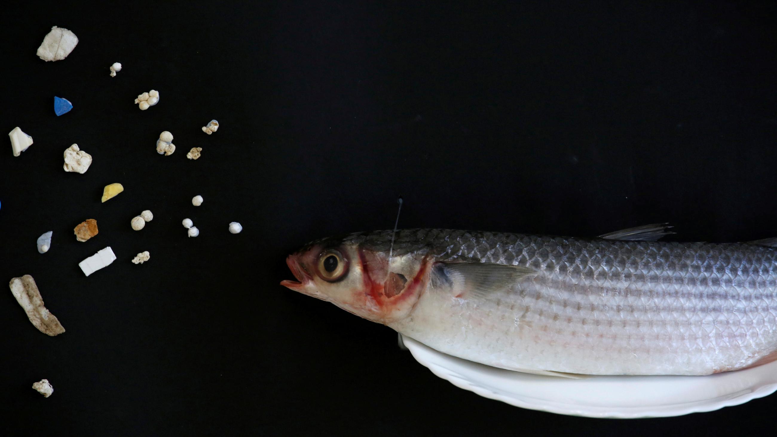 A gray mullet found to have contained microplastics by Greenpeace is displayed alongside its microplastics, at a news conference