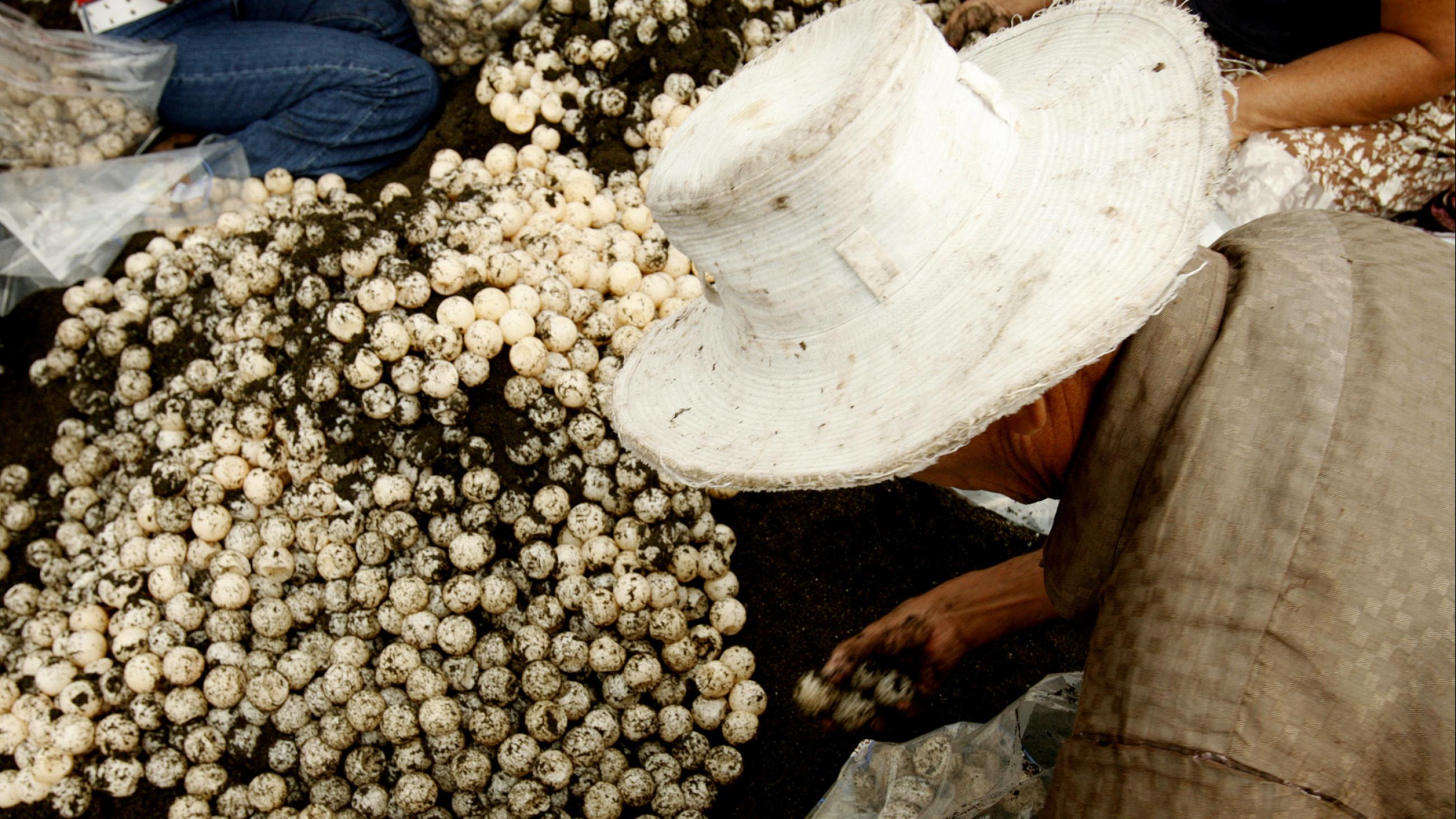 An older man wearing a tan shirt and white straw hat bends over to collect beige turtle eggs on the sandy shoreline of a beach in Costa Rica