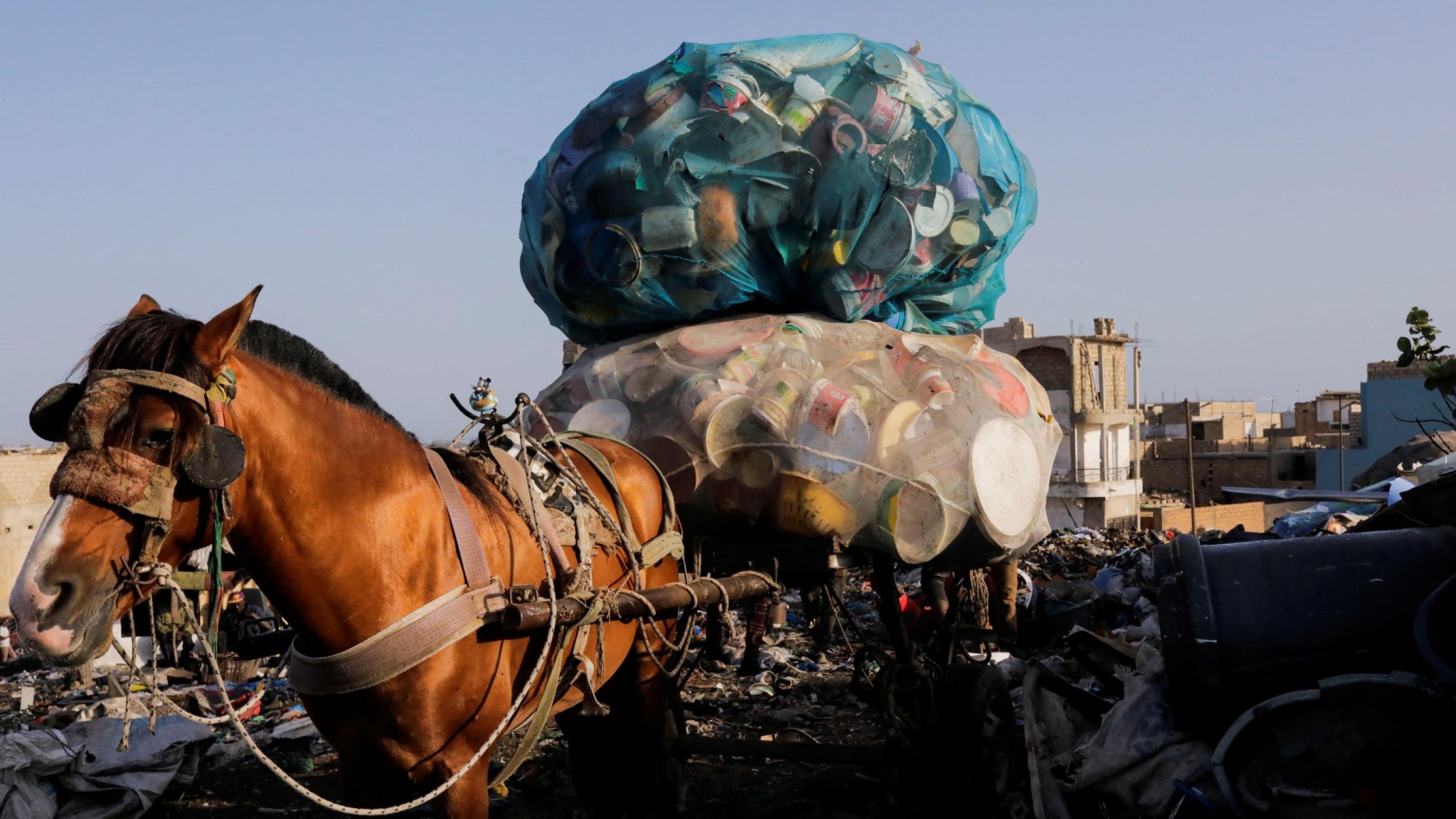 A chestnut colored horse with a black mane stands outside of landfill carrying a cart filled with plastic bottles
