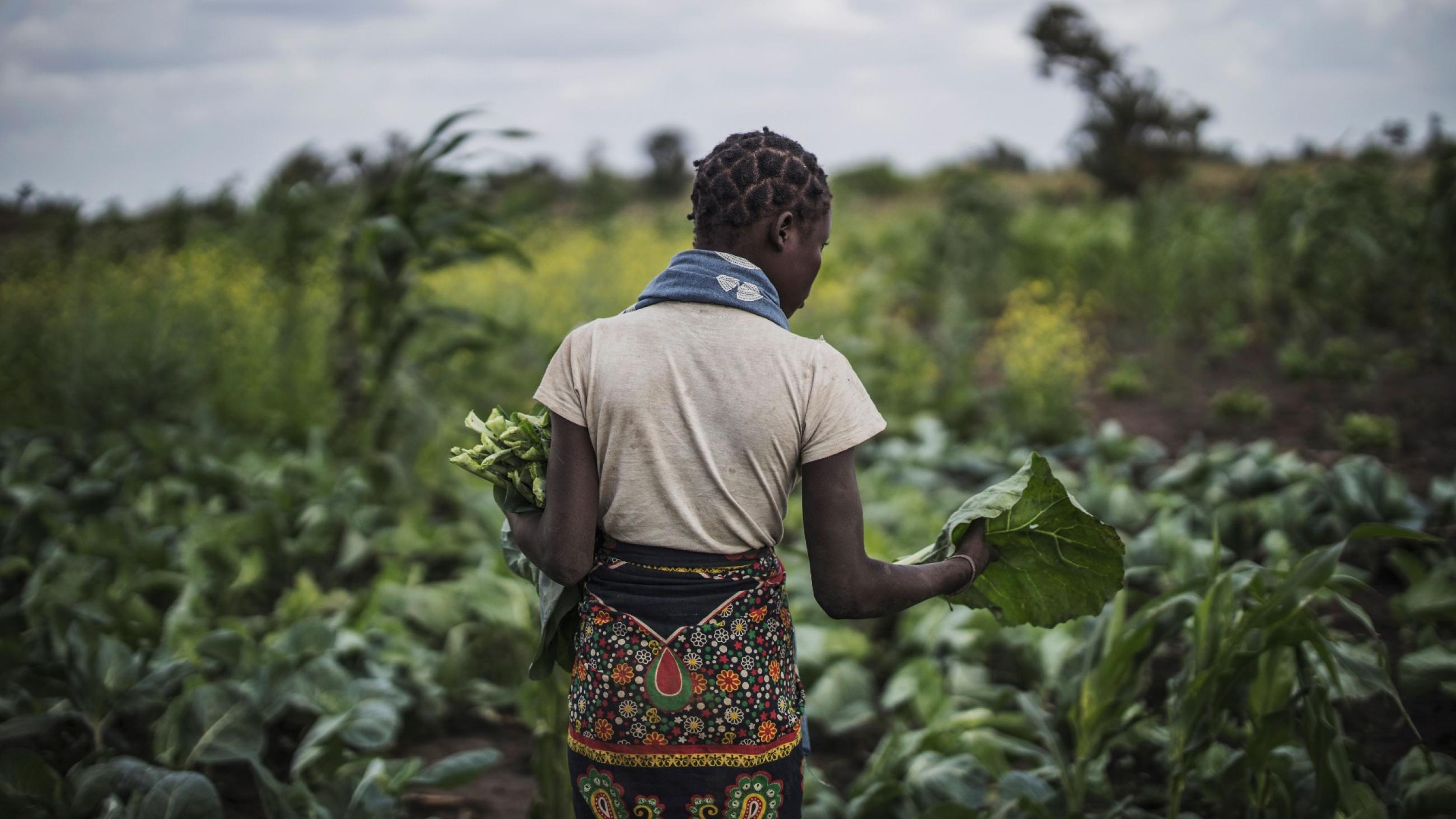 A young woman picks vegetables from an agricultural garden in a field where the Catholic Organization CARITAS provides counseling to the farmers affected by cyclones, in Tica, near Beira, Mozambique, on August 21, 2019. 