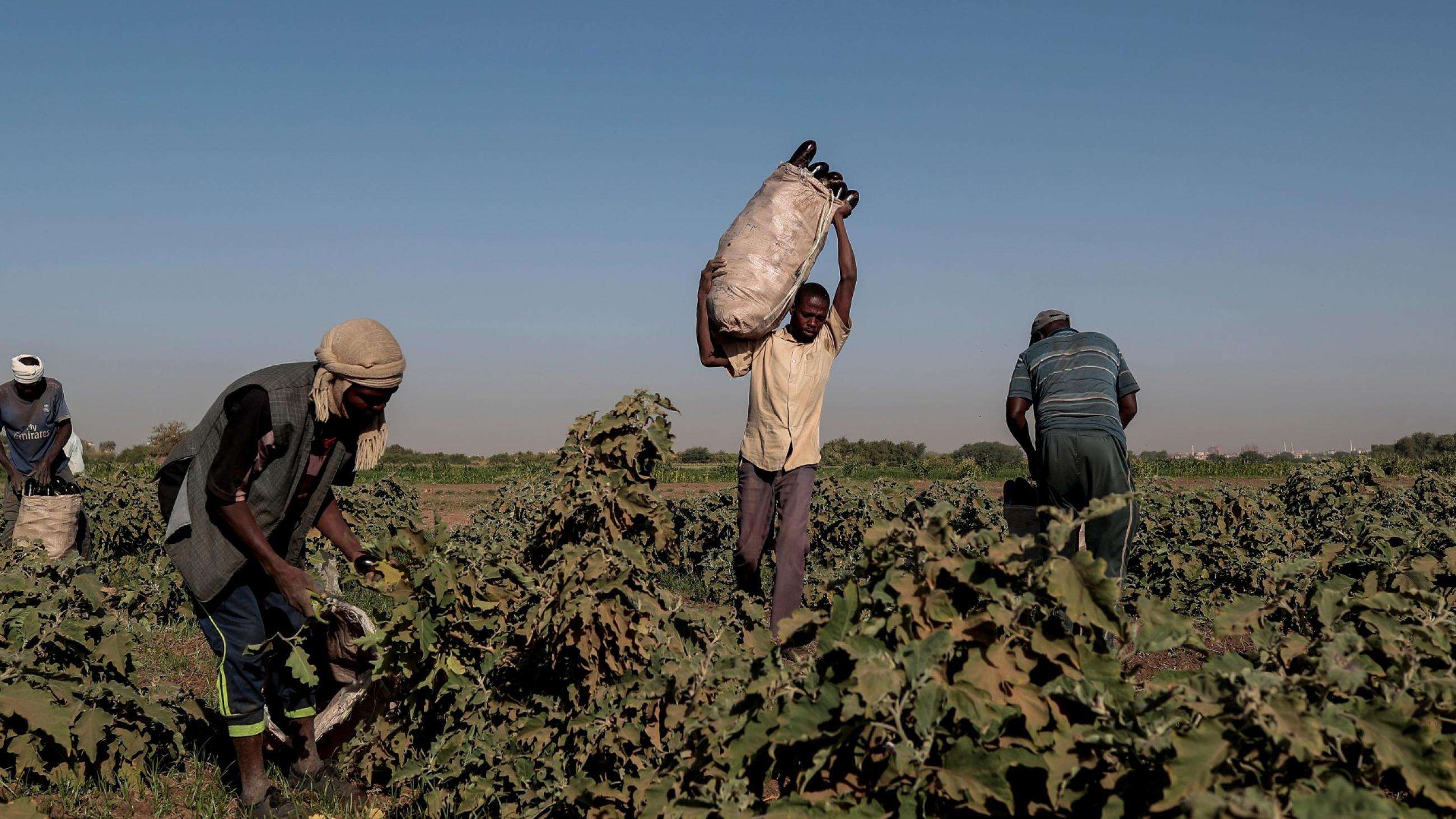 Mussa Adam Bakr (R), 48, who farms a plot of land next to a mud brick factory, collects eggplants with his workers on his field on Tuti Island, Khartoum, Sudan, February 14, 2020