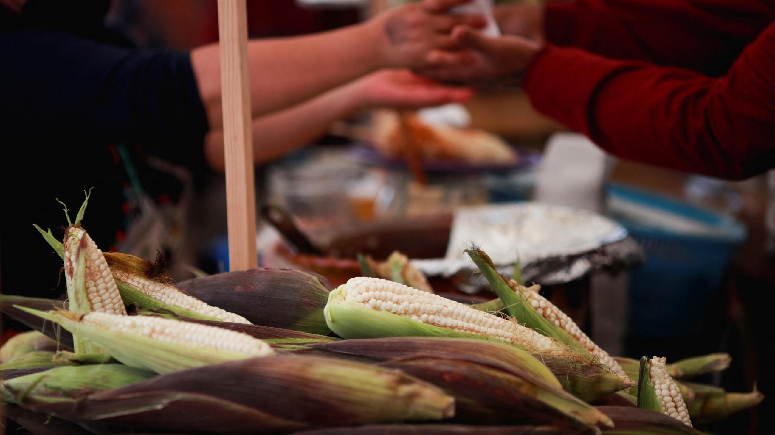 Corn cobs are pictured during the Corn and Milpa Fair in the Zócalo square as people celebrate Día Nacional del Maíz (National Corn Day), in Mexico City, Mexico, on September 29, 2022. 