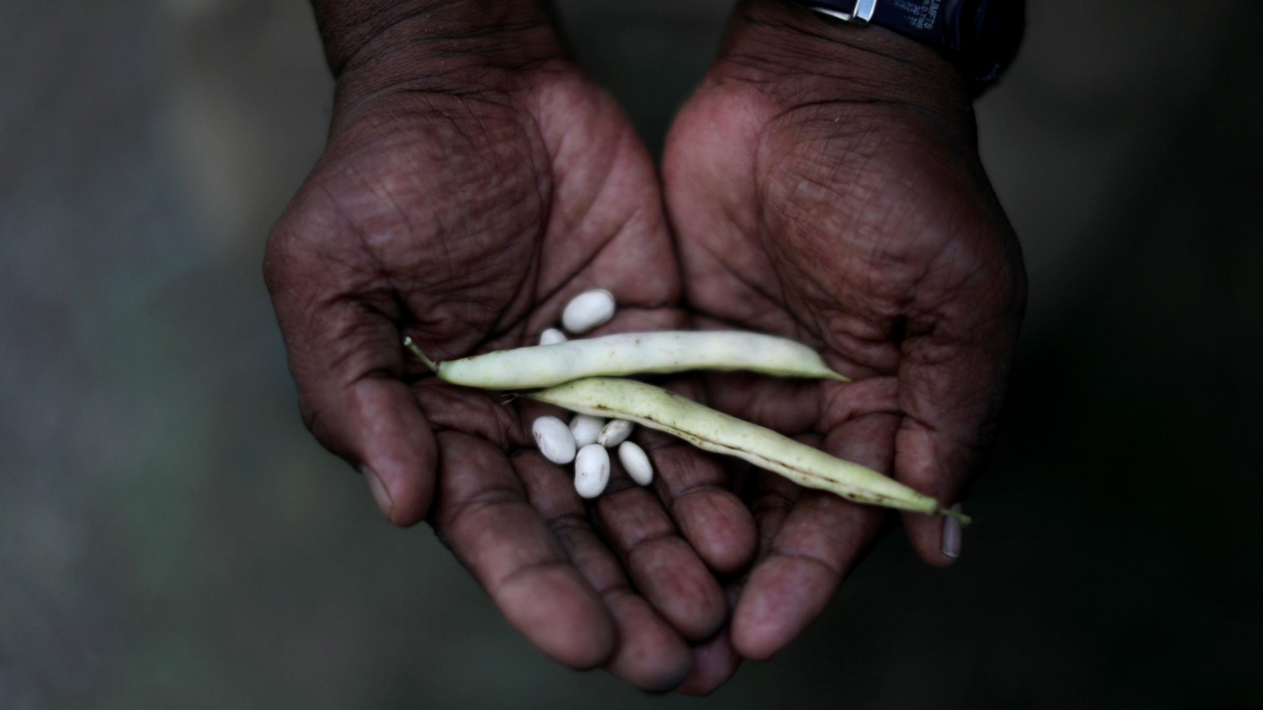 Carlos Antonio de Barros holds beans during the harvest day in the Horta de Manguinhos (Manguinhos vegetable garden),