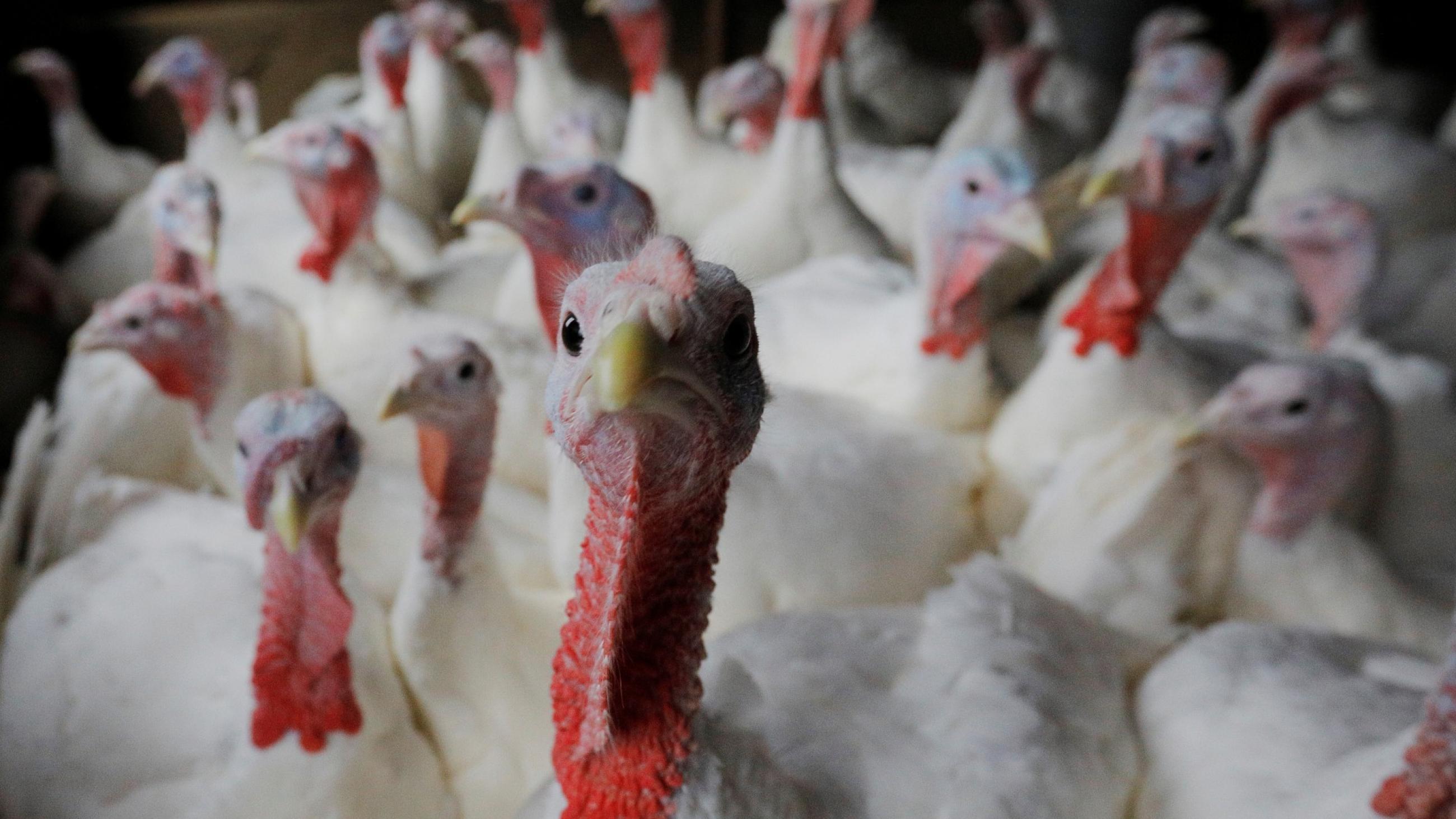 Turkeys stand in their barn at Seven Acres Farm one day before the Thanksgiving holiday, in North Reading, Massachusetts, on November 22, 2017.