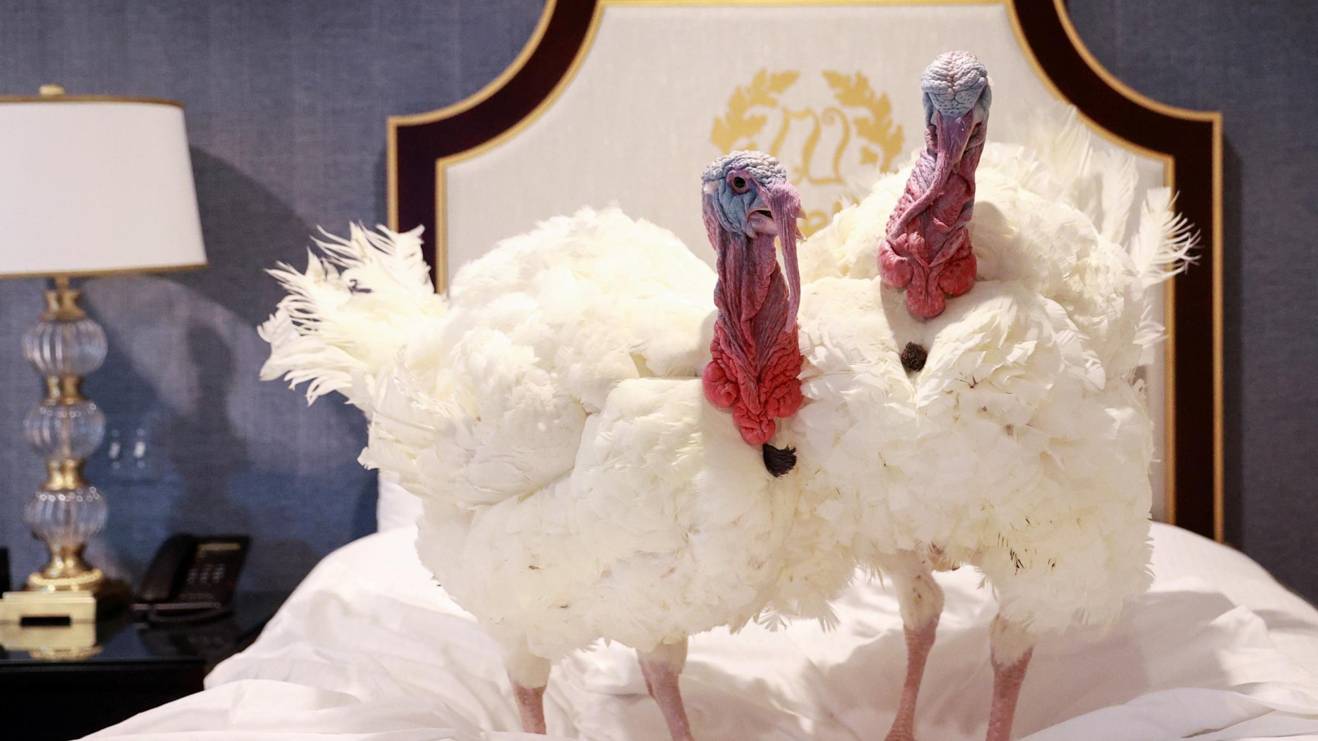 Two turkeys, who will serve as the National Thanksgiving Turkey and alternate, are seen in a hotel room ahead of the seventy-third annual National Turkey Presentation, prior to a press event to introduce them in Washington, DC, on November 23, 2020.