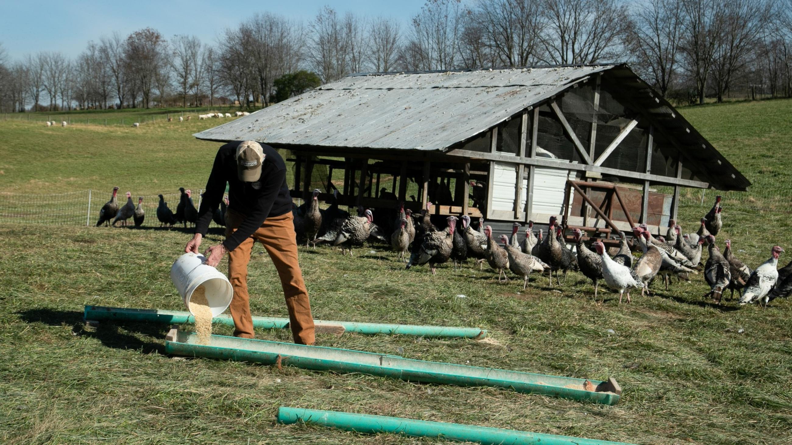 Mac Stone, owner of Elmwood Stock Farm, fills out feeders for heritage turkeys ahead of the Thanksgiving holiday in Georgetown, Kentucky, on November 16, 2021