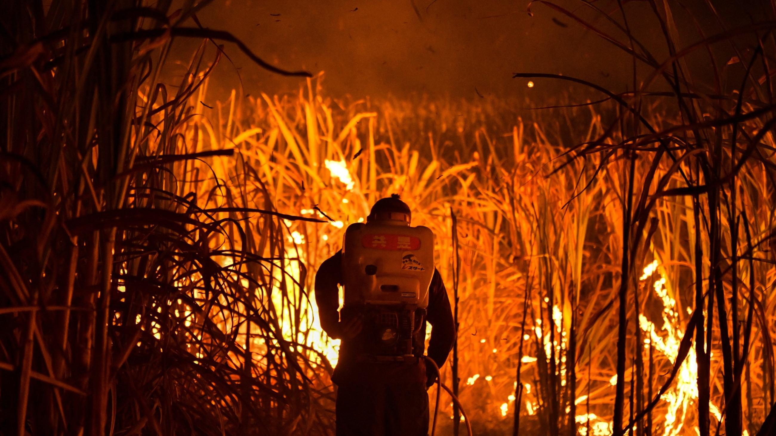 man walks in a field of burning sugar cane 