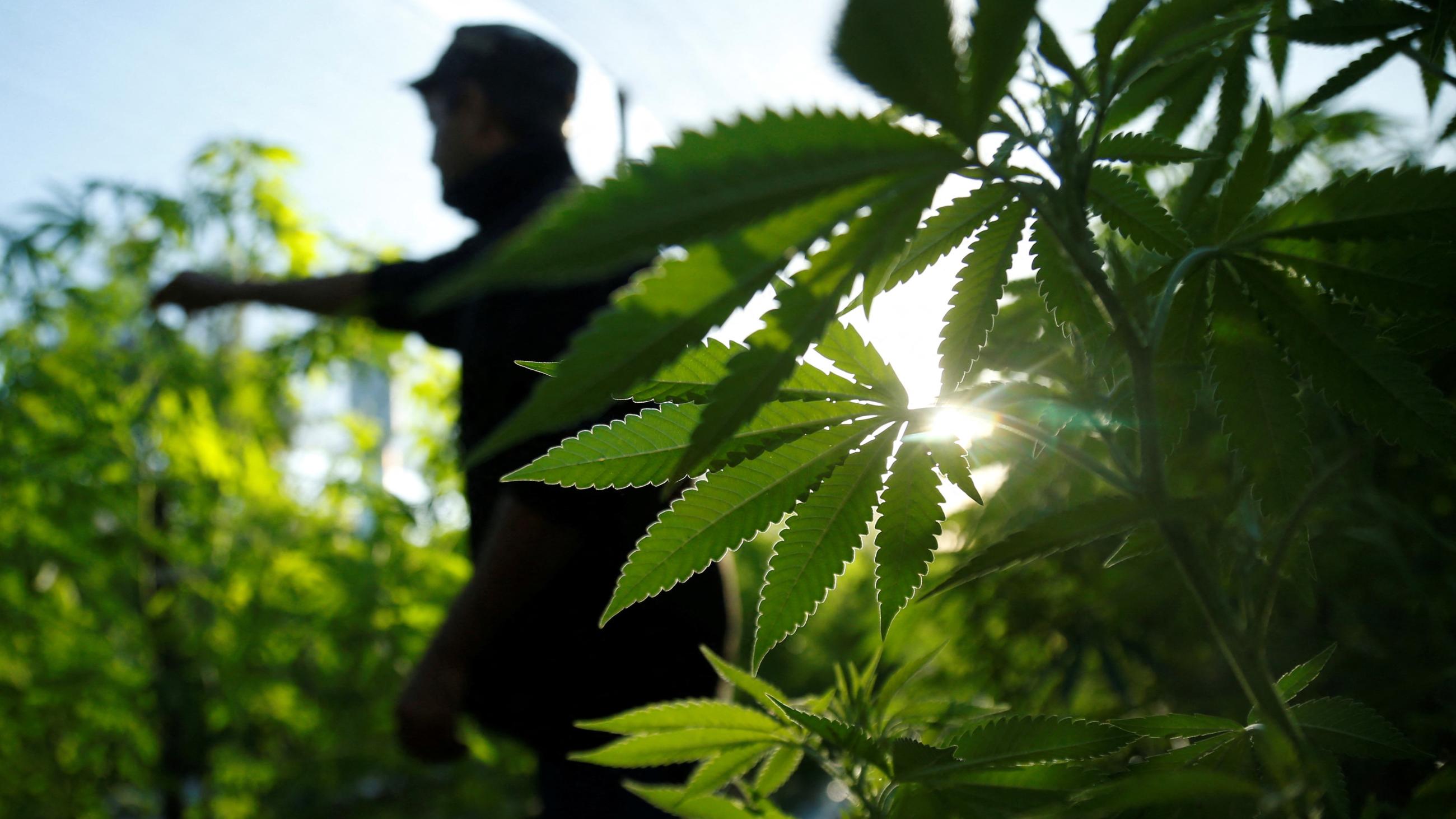 A farmer checks marijuana plants before a harvest festival to showcase farms that have been converted to produce medicinal cannabis.