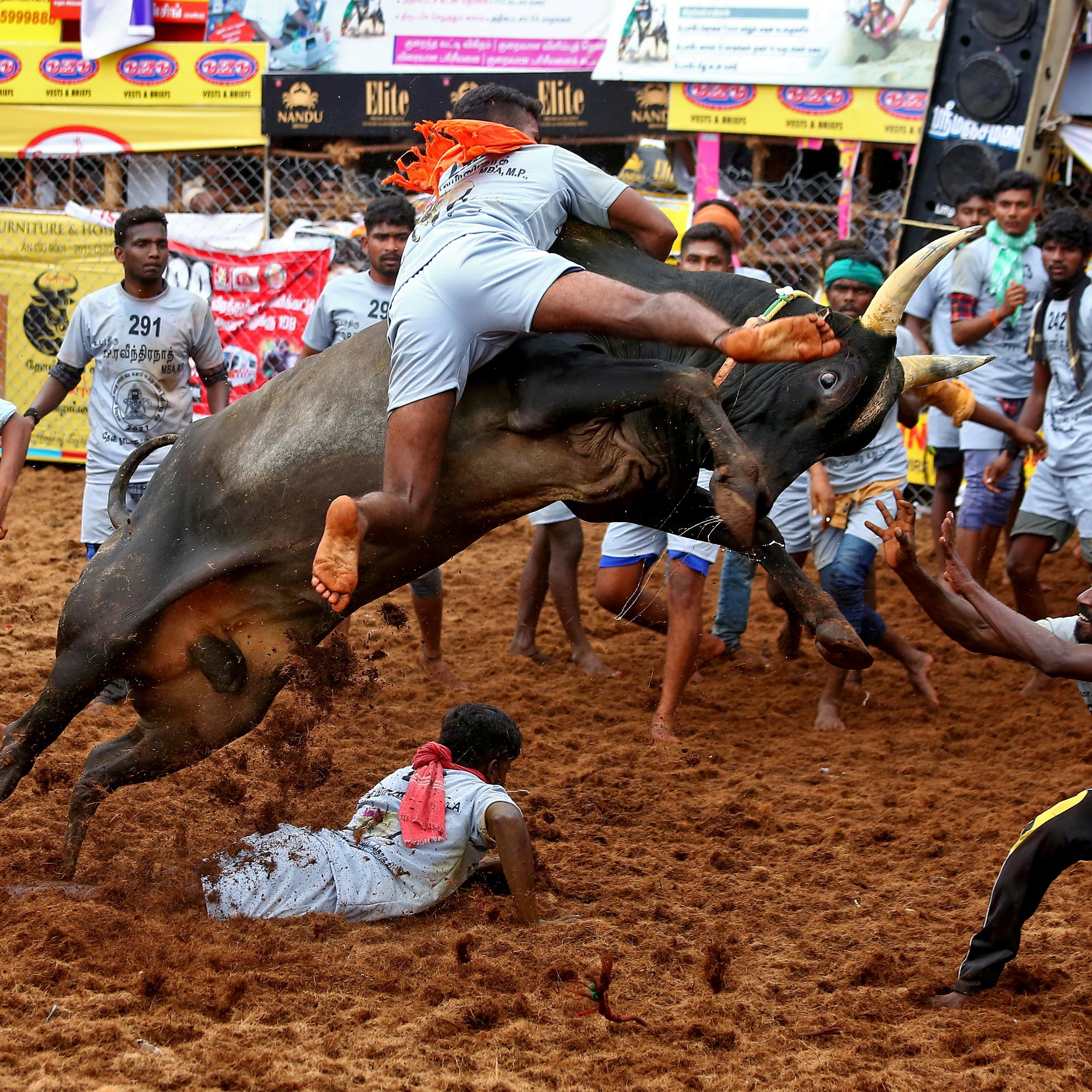 Villagers try to control a bull during a bull-taming festival, known as Jallikattu and is a part of south India's harvest festival of Pongal, on the outskirts of Madurai town, Tamil Nadu state, India, on January 15, 2021.