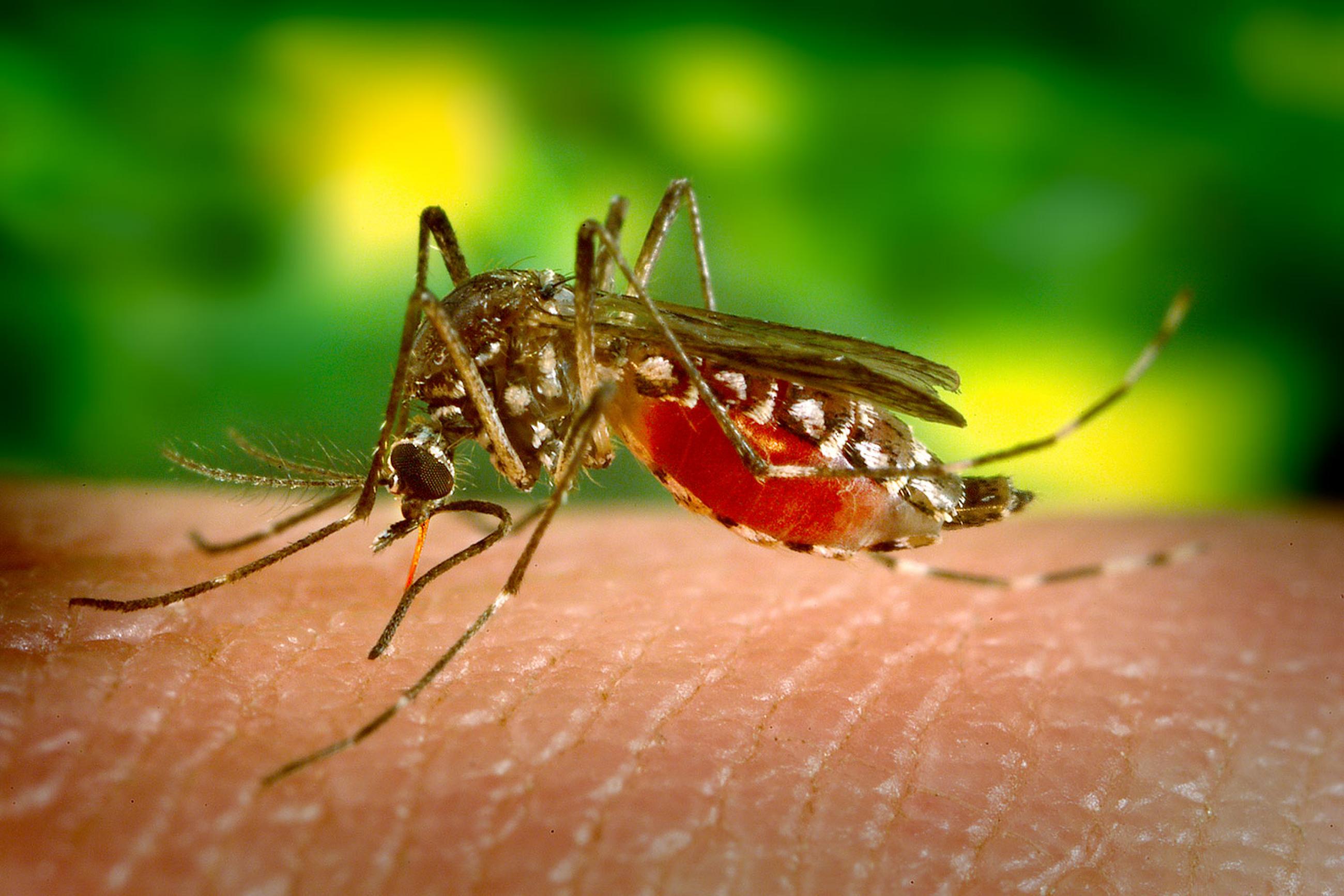 This 2005 photograph depicts a female Aedes aegypti mosquito, the primary vector for the spread of Dengue fever. The photo is a close-up of a mosquito taking a blood meal, making its belly bright red and striking against a bokeh green background