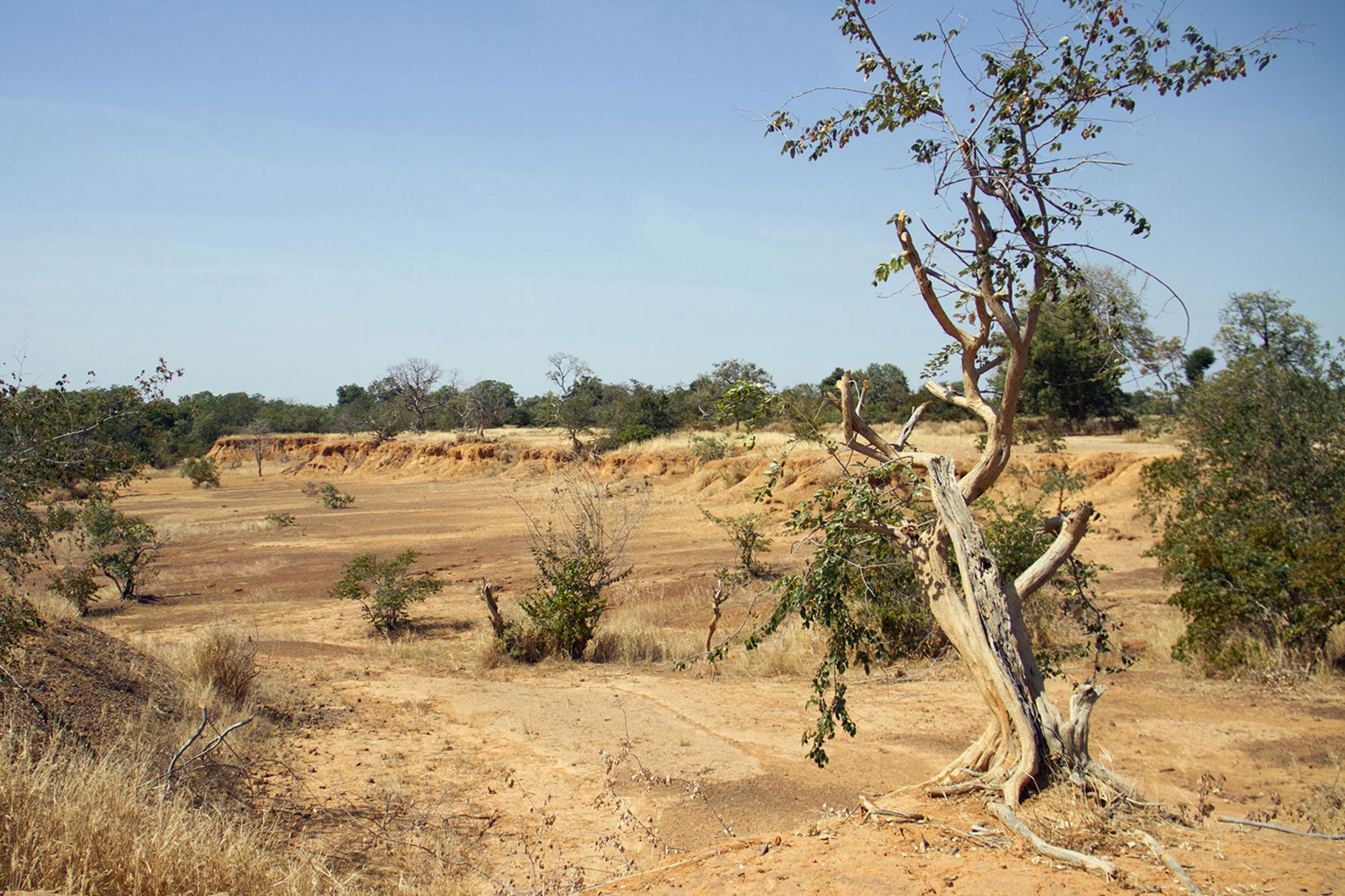 Parched land is pictured around the Lake Wegnia, in Sahel region of Koulikoro, Mali on November 22, 2019. Picture Shows a lonely tree, small and scrubby with many of its branches dead. It’s in a dry gully with a few other green scrubby bushes scattered in the frame—but mostly nothing but dry yellow dirt and sand everywhere the eye can see off into the distance. REUTERS/Arouna Sissoko