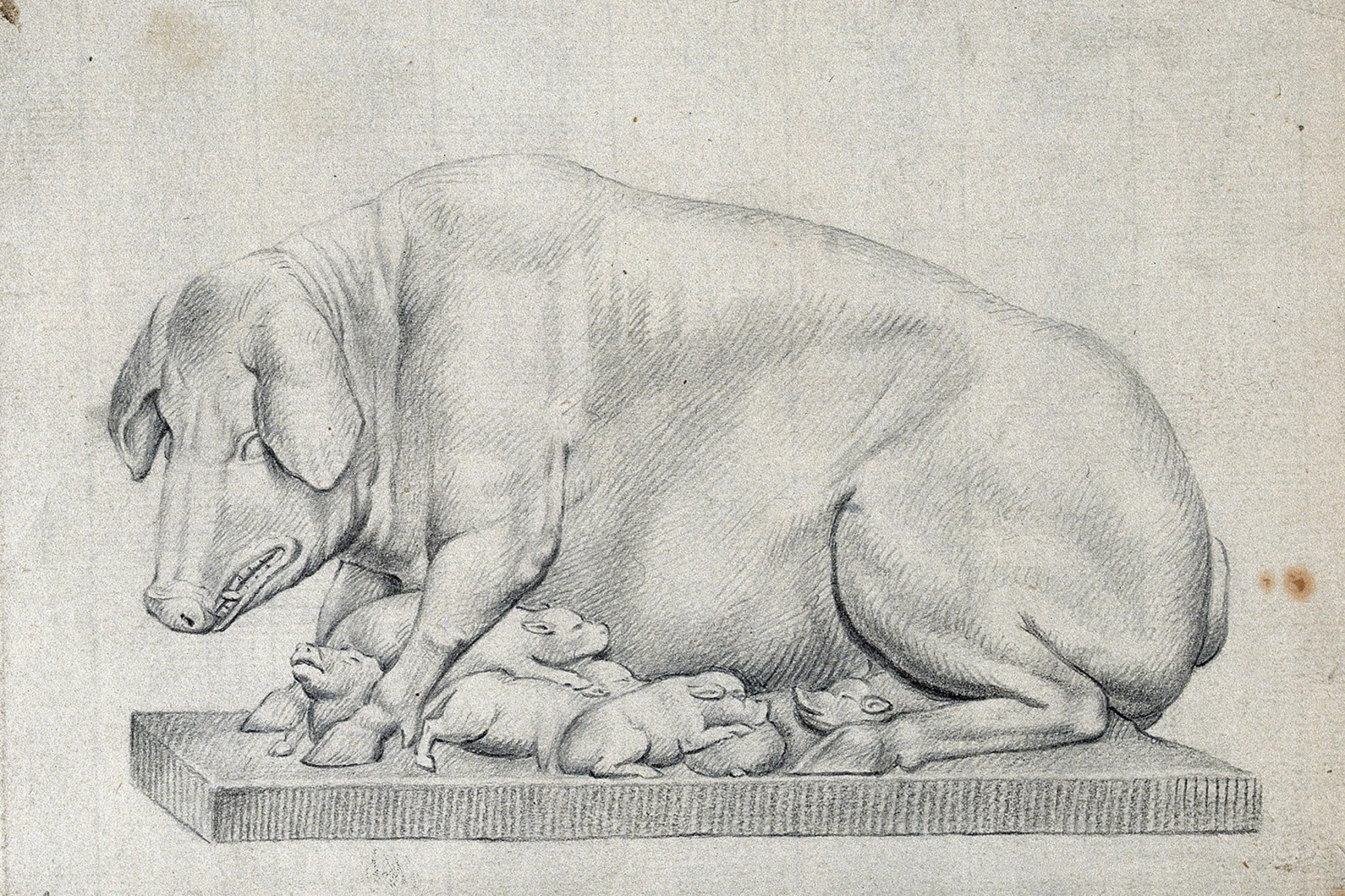 A statue of a hog with litter of suckling piglets. Pencil drawing by William Young Ottley (1771-1836). The picture is of a pencil drawing of a pig and her pups. CC BY 4.0 via Wellcome Collection