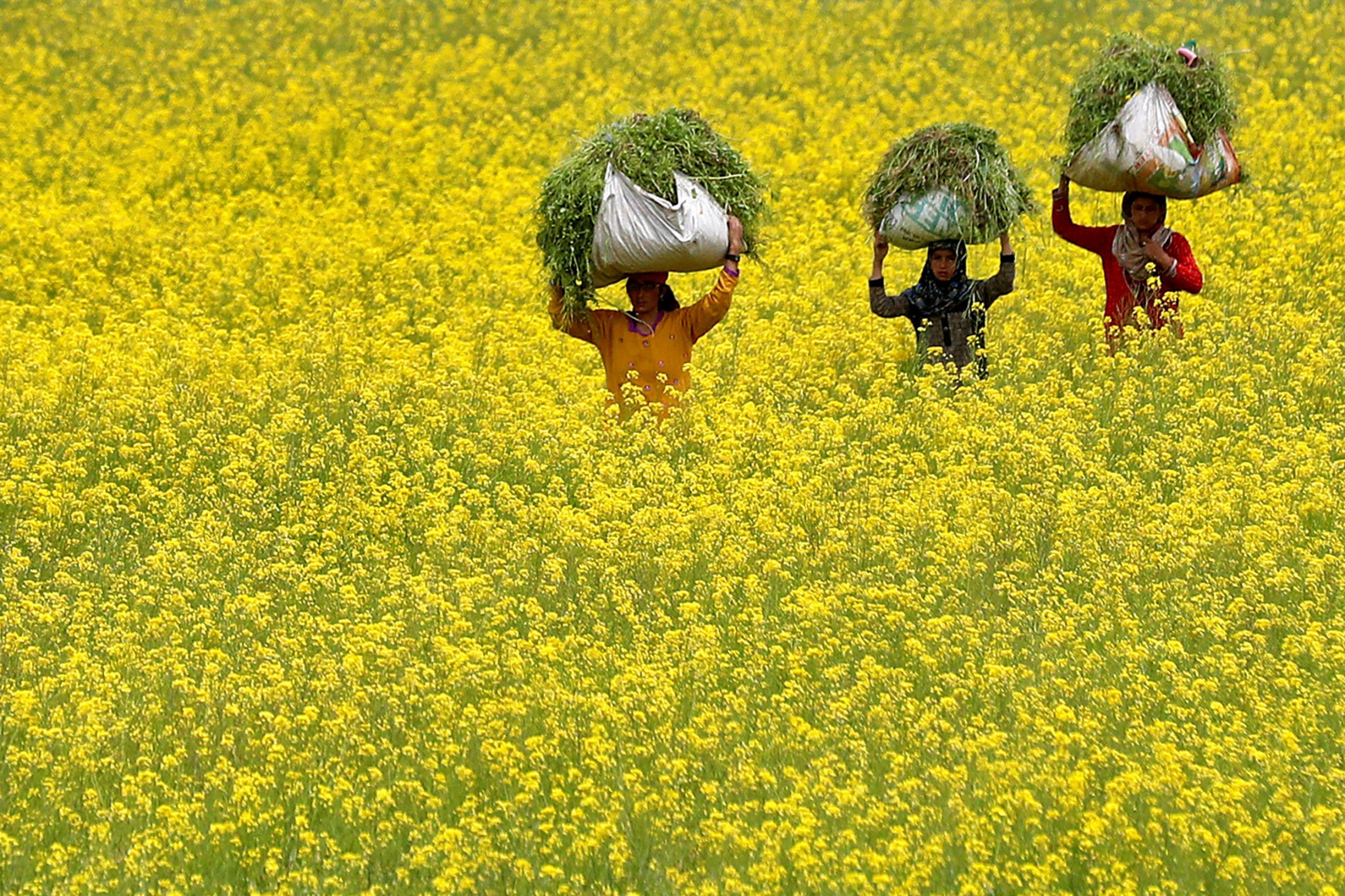 Snapshot from a time when it's far from normal: women carry cattle fodder through a mustard field on Earth Day, amid the coronavirus lockdown, on the outskirts of Srinagar, India, on April 22, 2020. This is a stunning photo showing three women with large bales of freshly cut plants on their heads walking through a field thrown into a yellow hue because of the flowering mustard greens. REUTERS/Danish Ismail