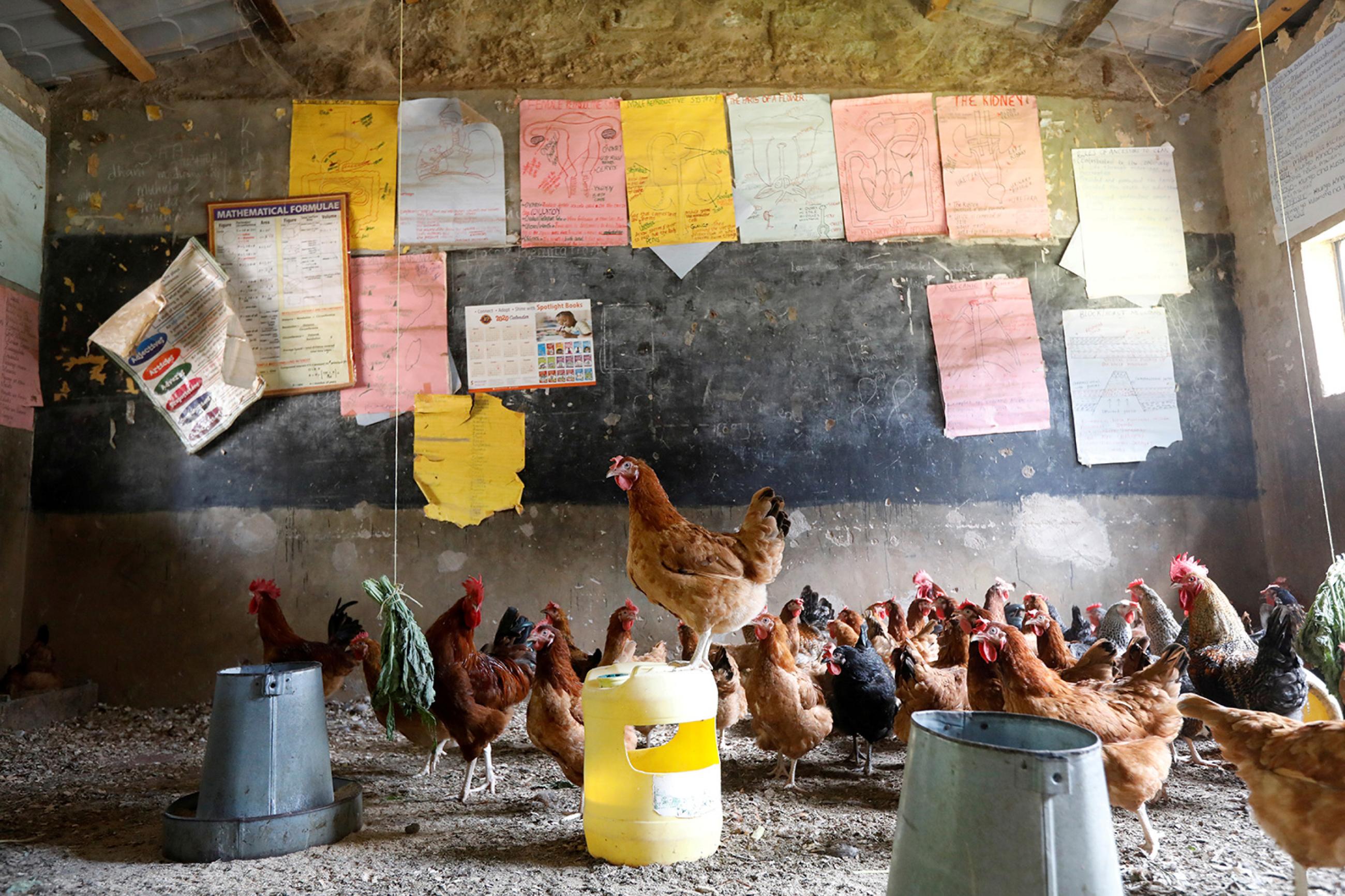 Education in Africa is being disrupted along with everything else—chickens here in a classroom converted into a poultry house because of COVID-19 in the town of Wang'uru, Kenya, on August 28, 2020. Picture shows a large gaggle of chickens inside a classroom, clucking around. One stands atop an overturned bucket. REUTERS/Baz Ratner 