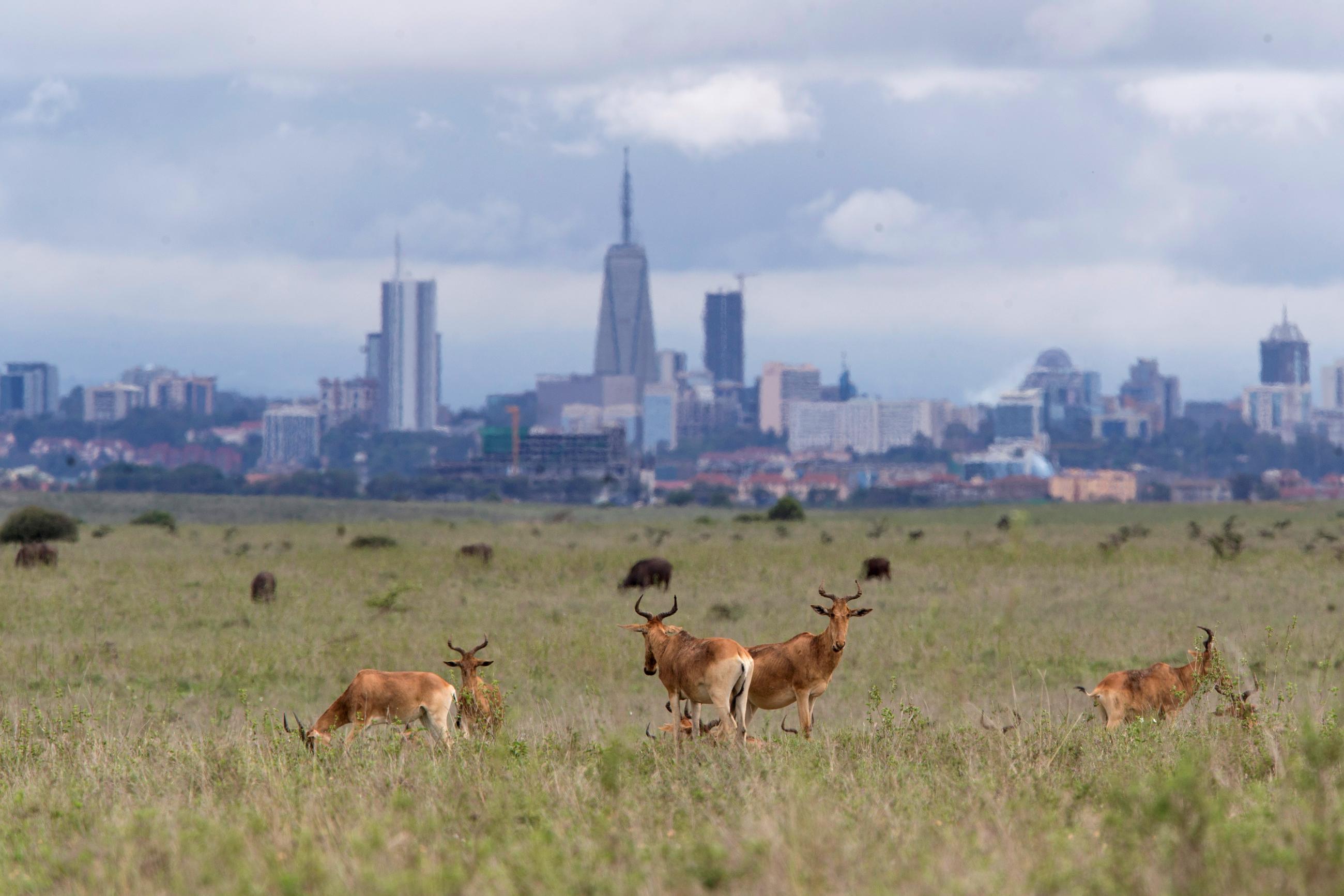 The Nairobi skyline is seen in the background as Hartebeests graze at the Nairobi National Park near Nairobi, Kenya May 12, 2017. 