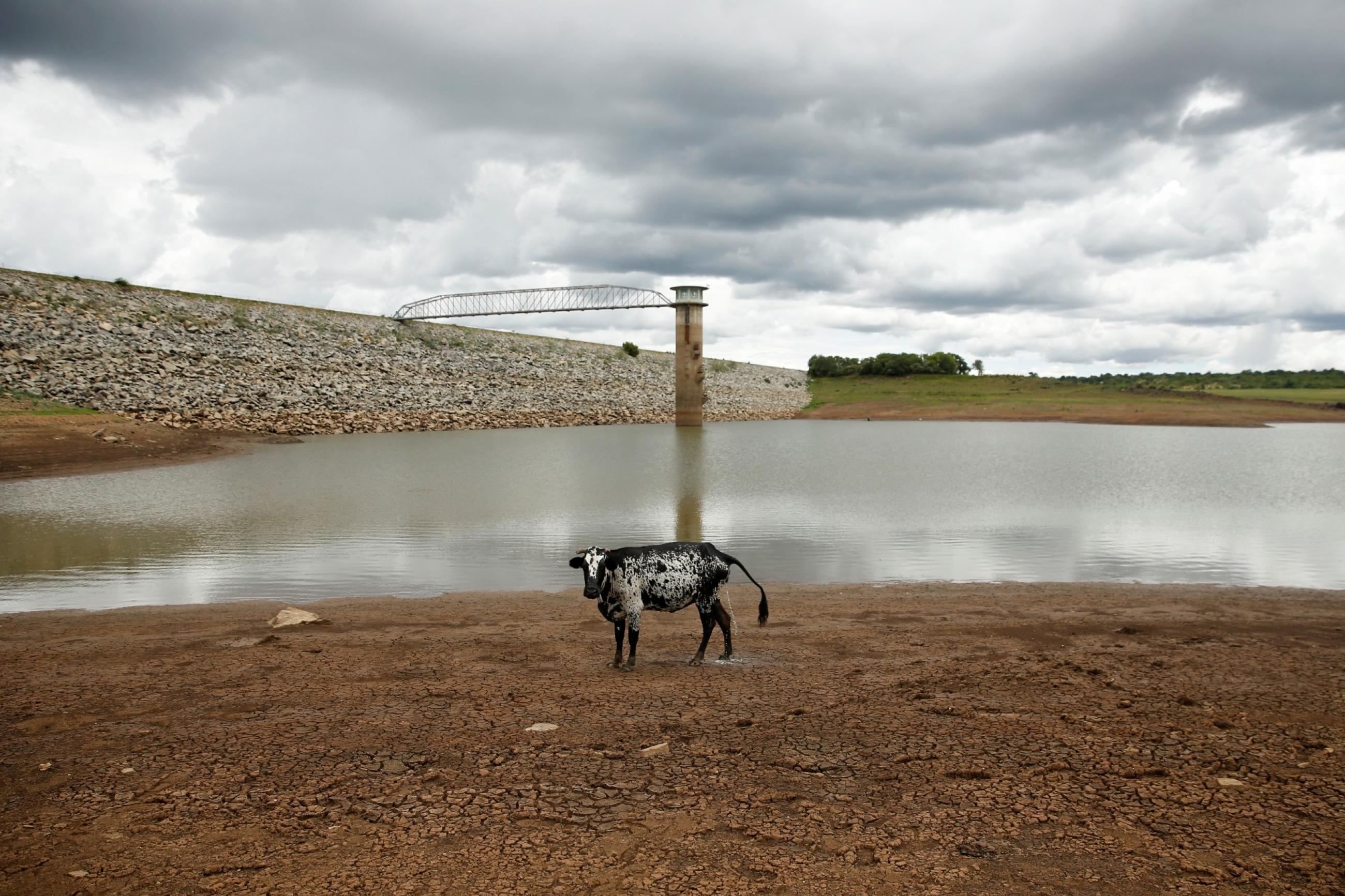 A black and white cow stands on caked and cracked mud before a small patch of muddy, gray water at a dam near Bulawayo, Zimbabwe, on January 18, 2020. 