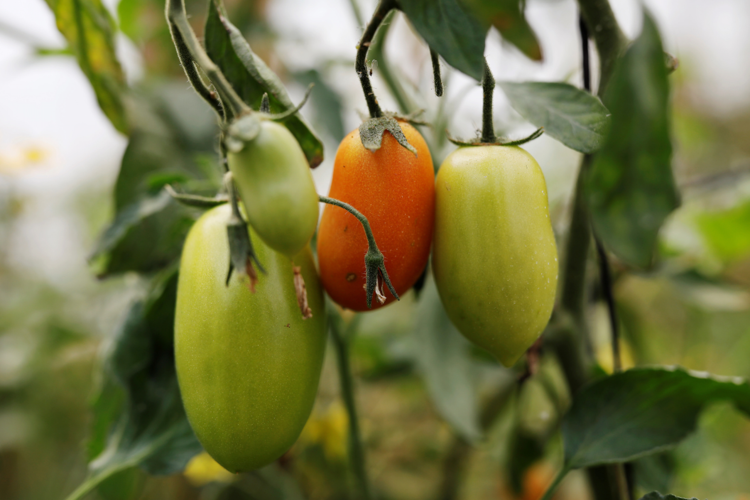 Tomatoes ripen on a vine in a garden in Santa Maria Chiquimula, Guatemala. 