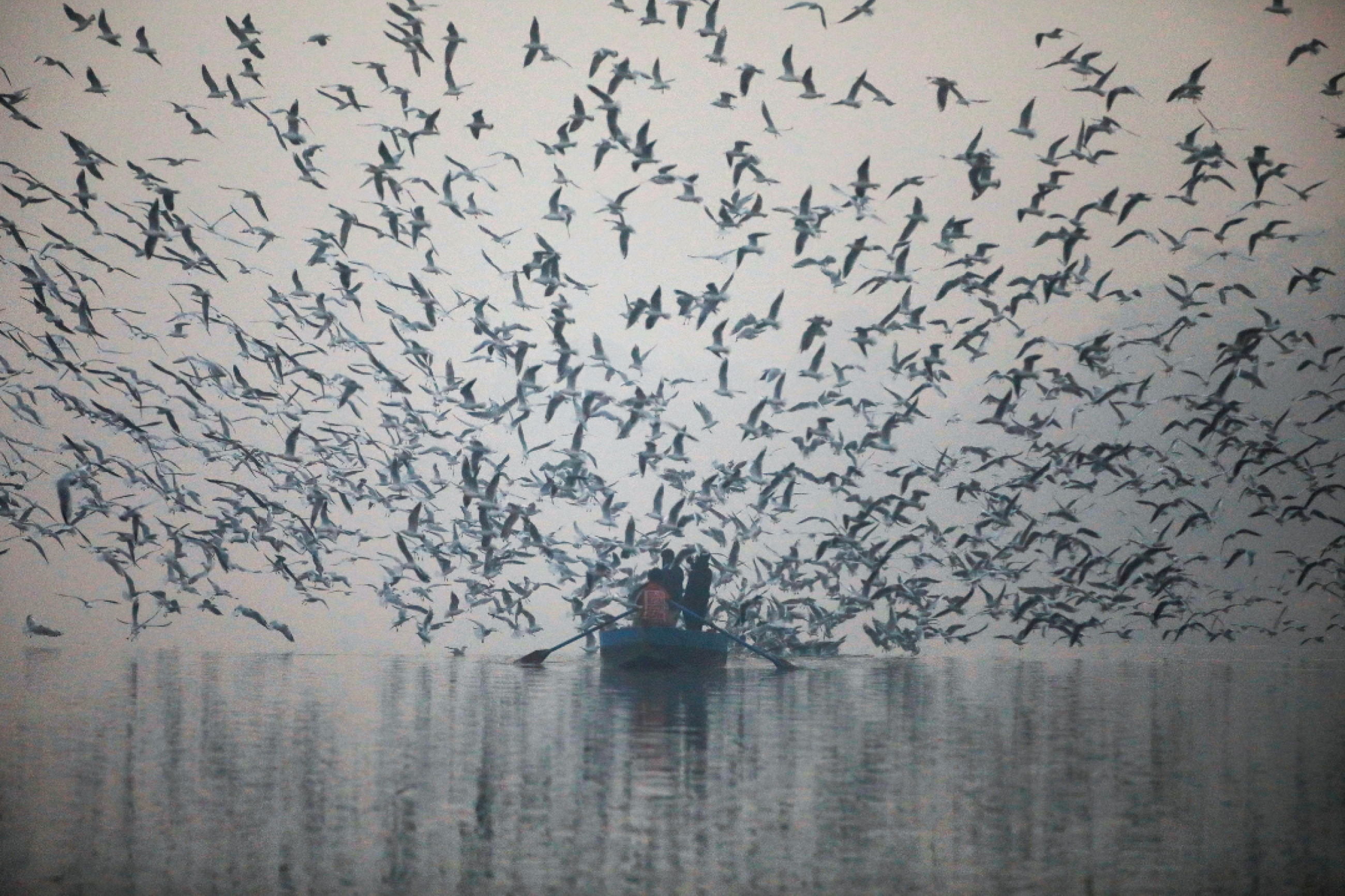 Dozens of seagulls swoop down to grab food from people in a small boat on the Yamuna River, on a smoggy morning in New Delhi, India, on November 18, 2021. 