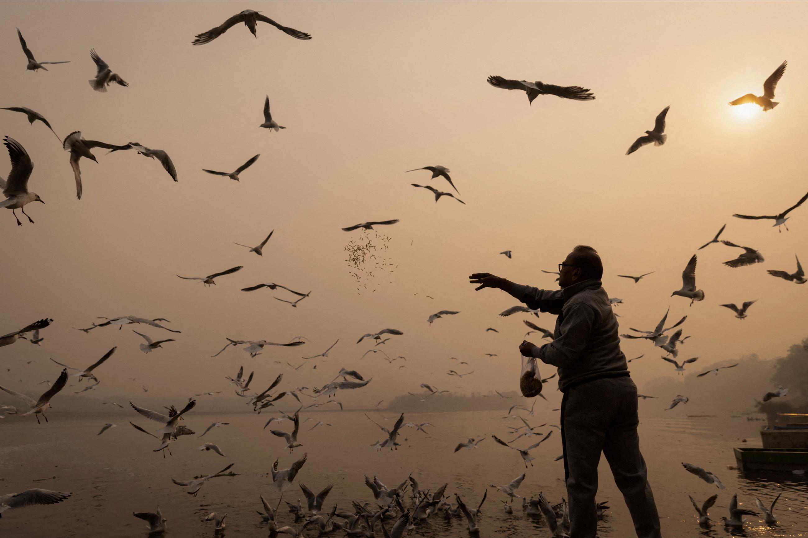 DOCUMENT DATE:  November 04, 2022  A man feeds birds amidst heavy smog on the banks of Yamuna river in the old quarters of Delhi, India, November 4, 2022.